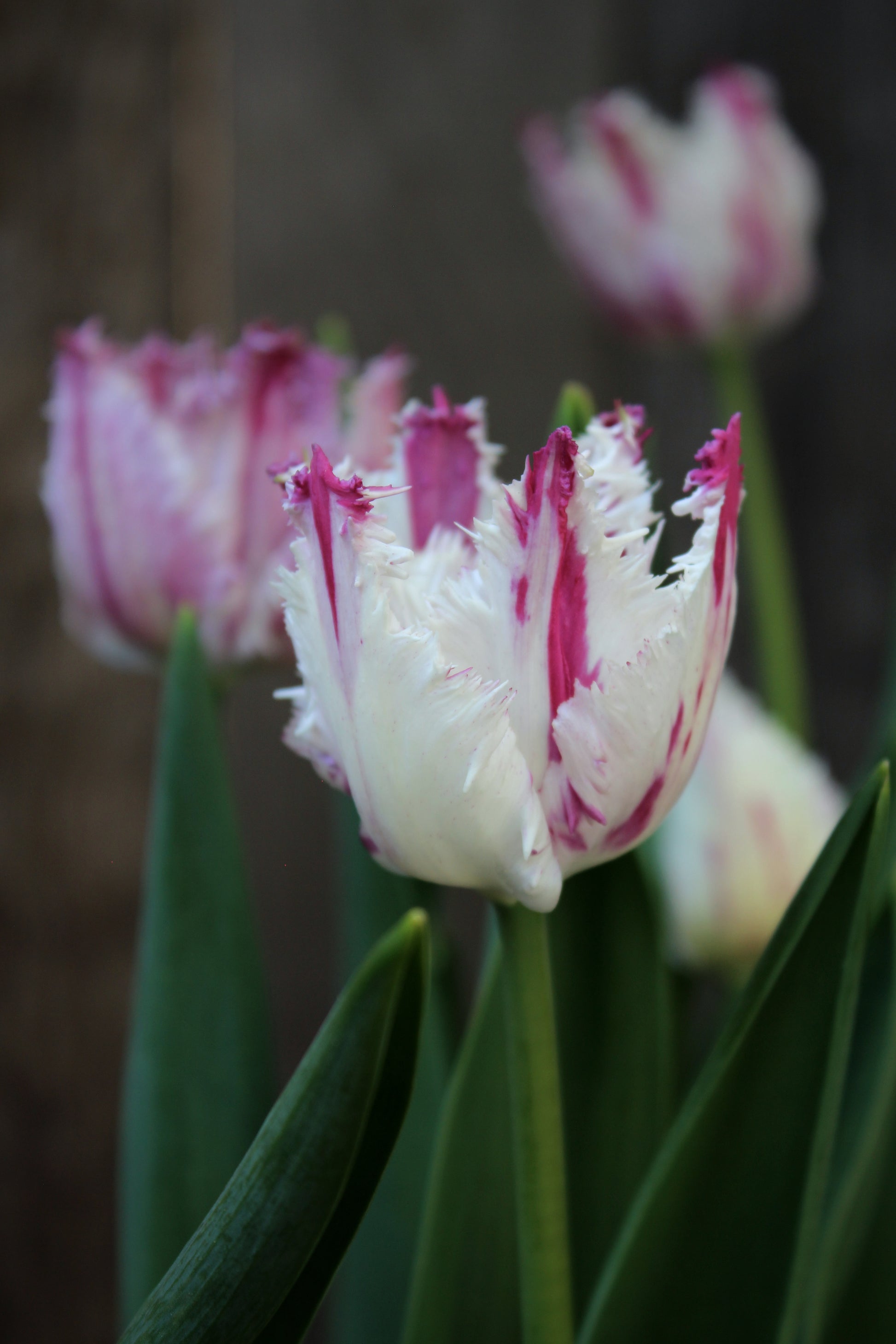 Tulipa 'Purple Circus' 11/12