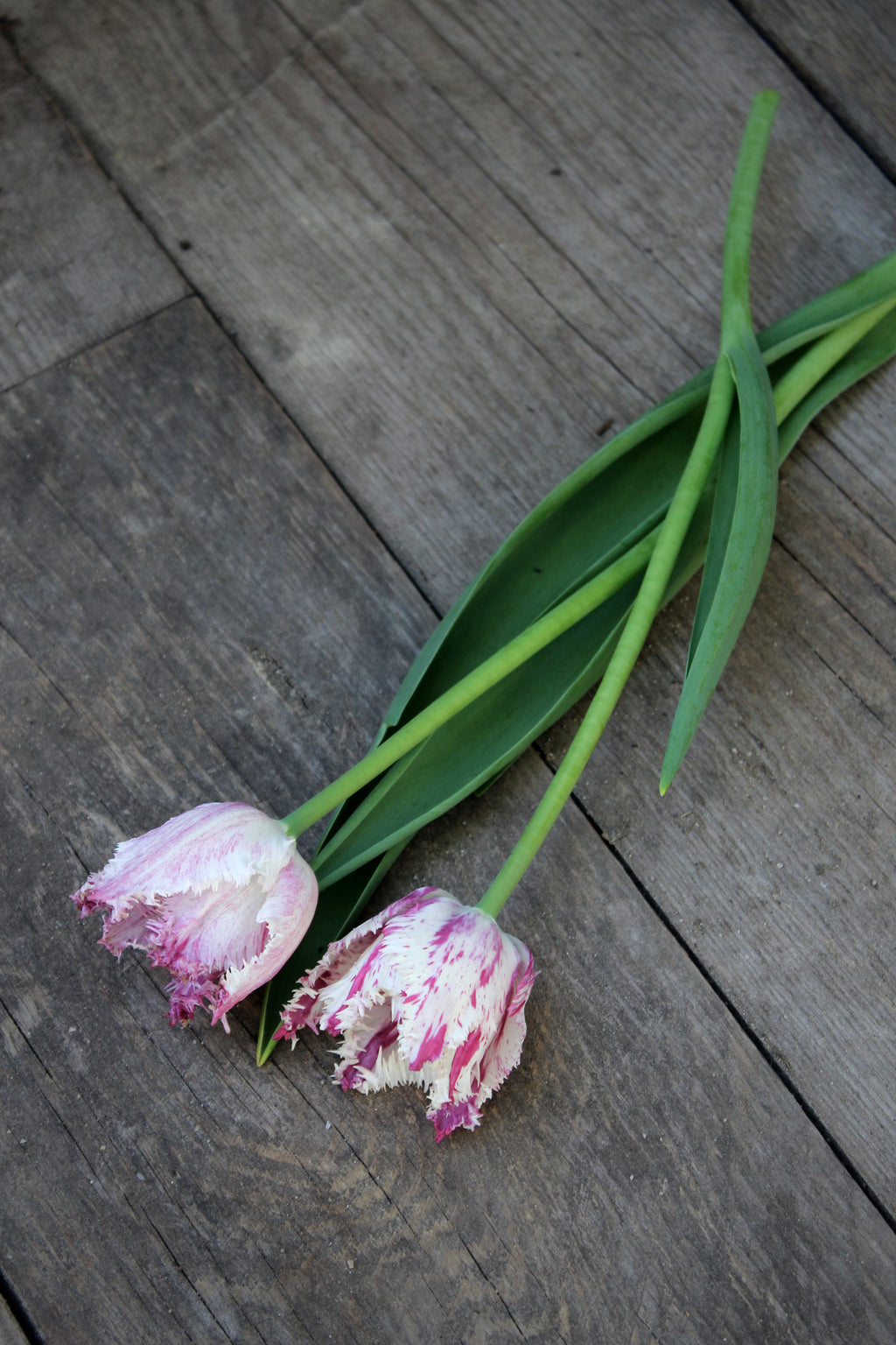 Tulipa 'Purple Circus' 11/12