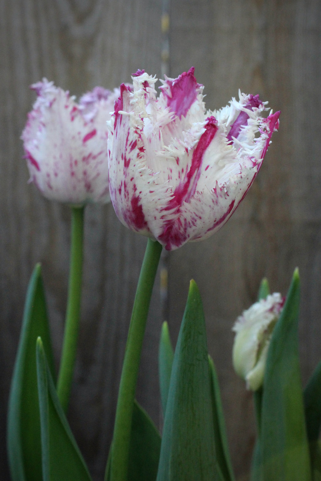 Tulipa 'Purple Circus' 11/12