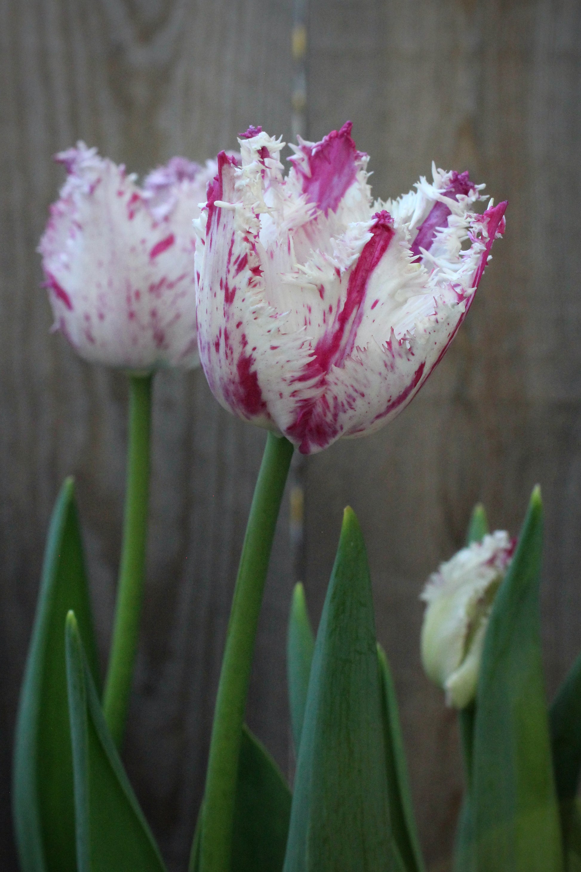 Tulipa 'Purple Circus' 11/12