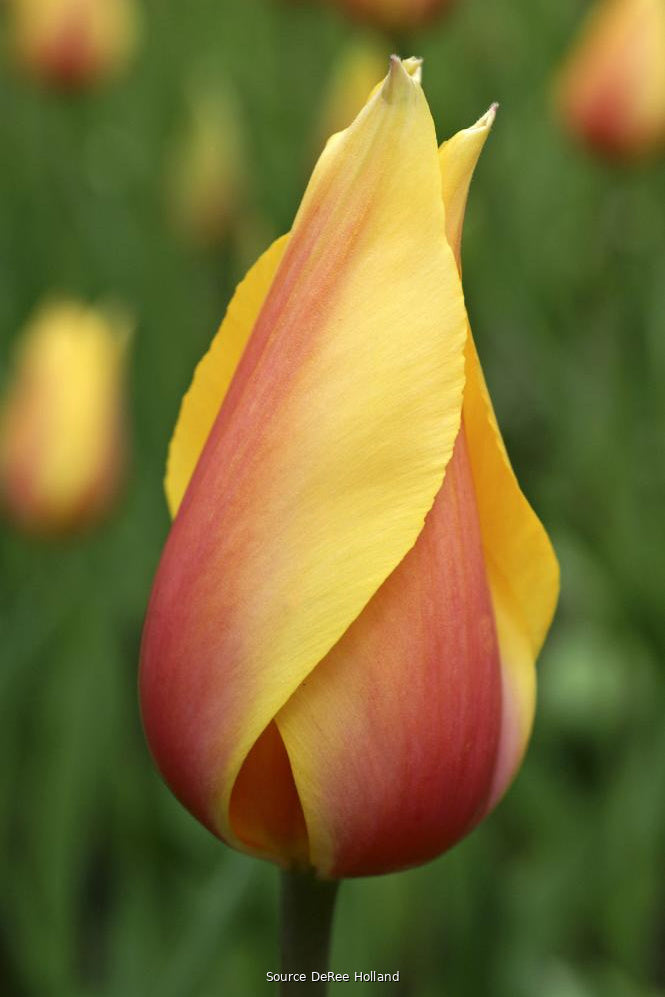 Tulipa 'Blushing Beauty' 11/12