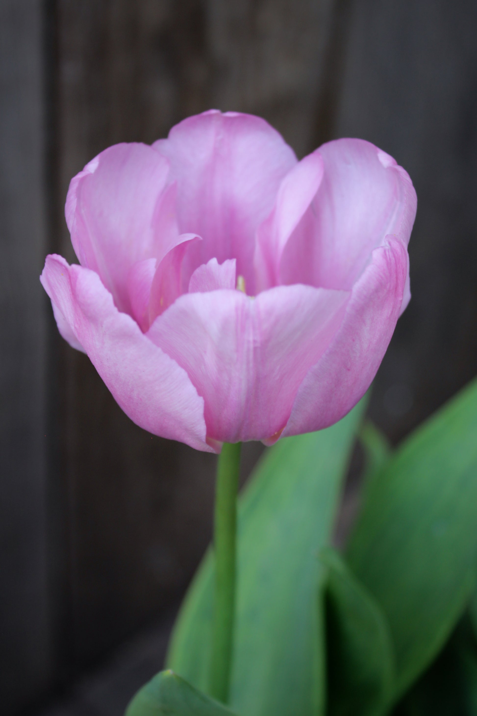 Tulipa 'Tabledance' 11/12