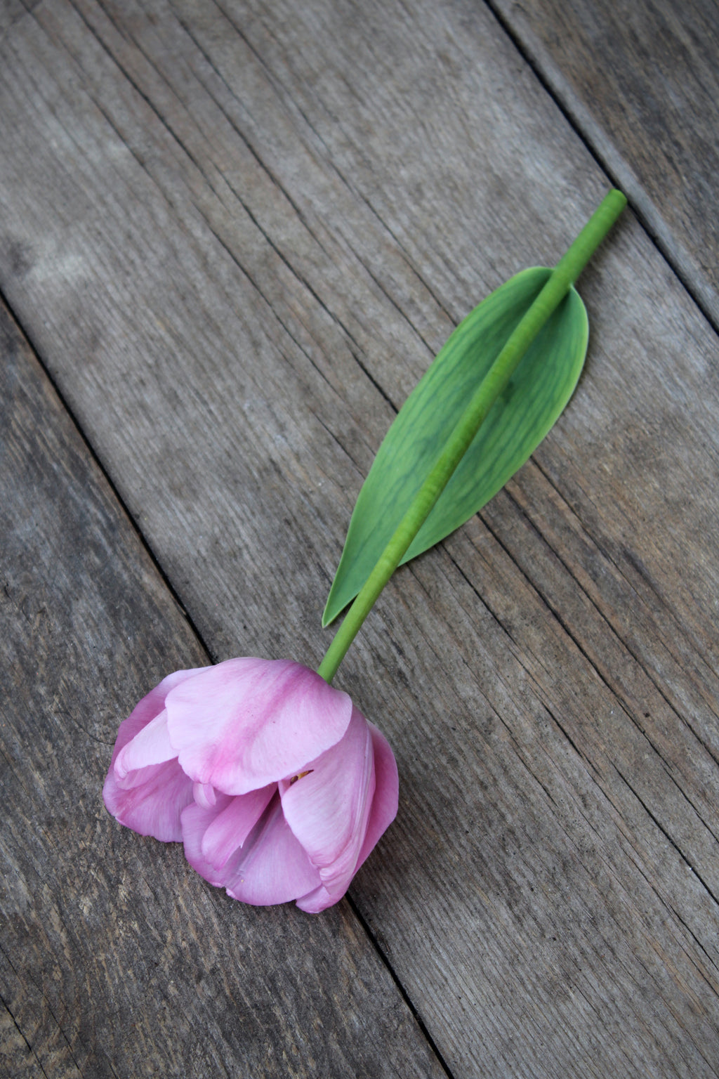 Tulipa 'Tabledance' 11/12