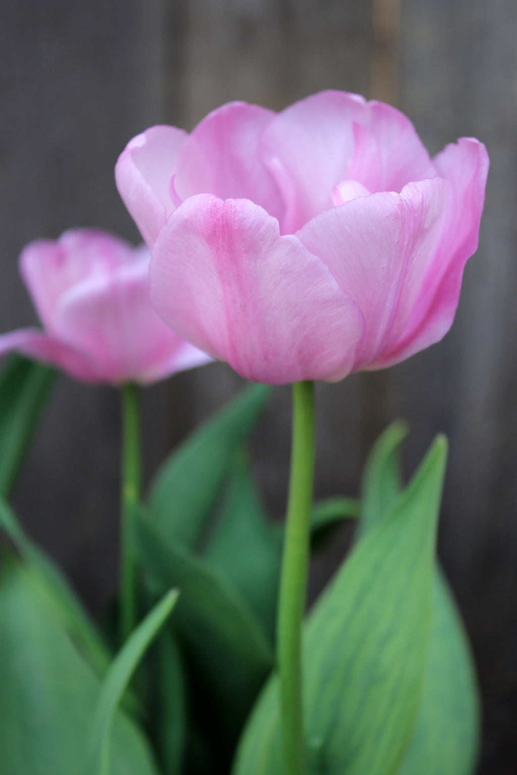 Tulipa 'Tabledance' 11/12