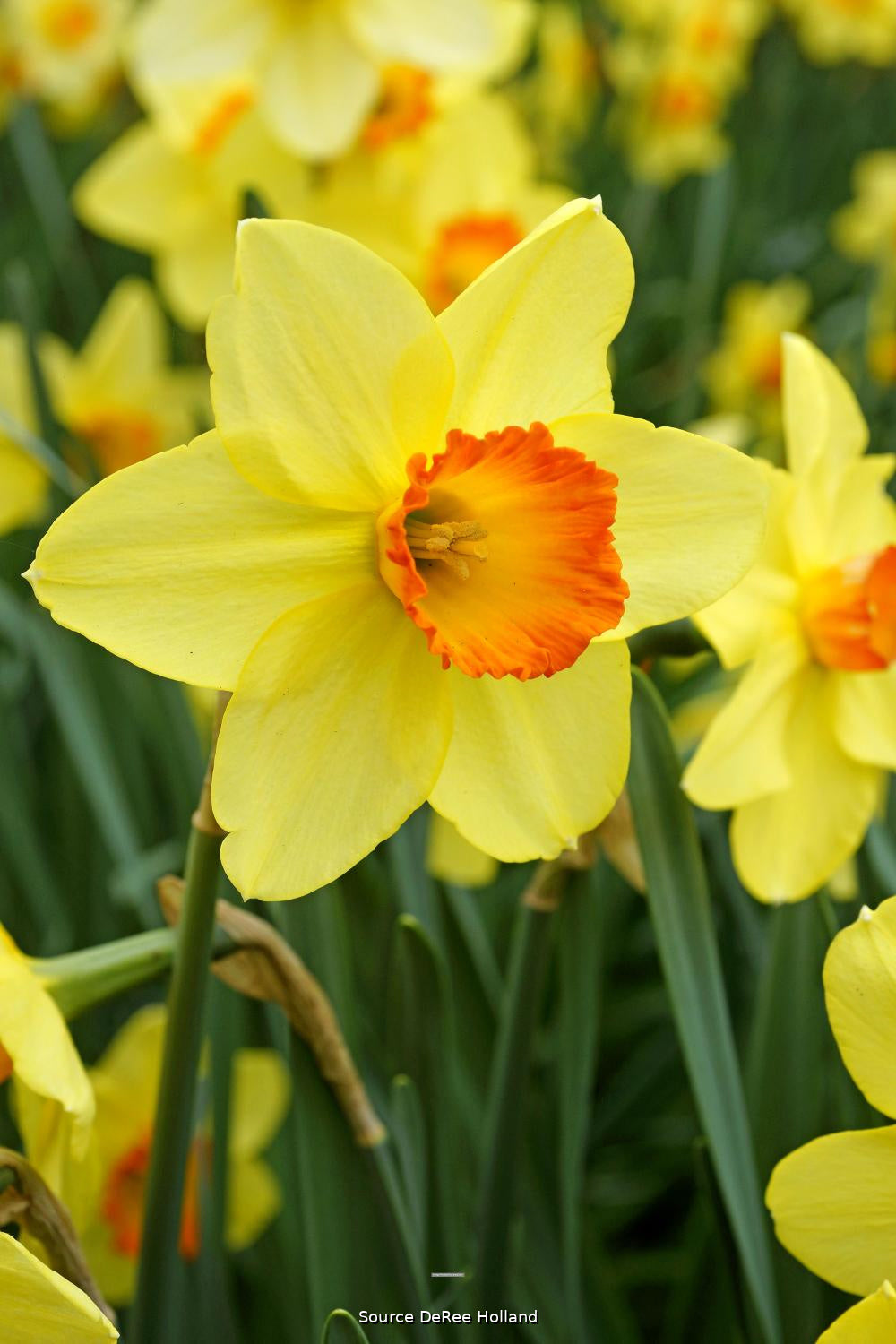 Narcissus 'Barrett Browning' 12/14