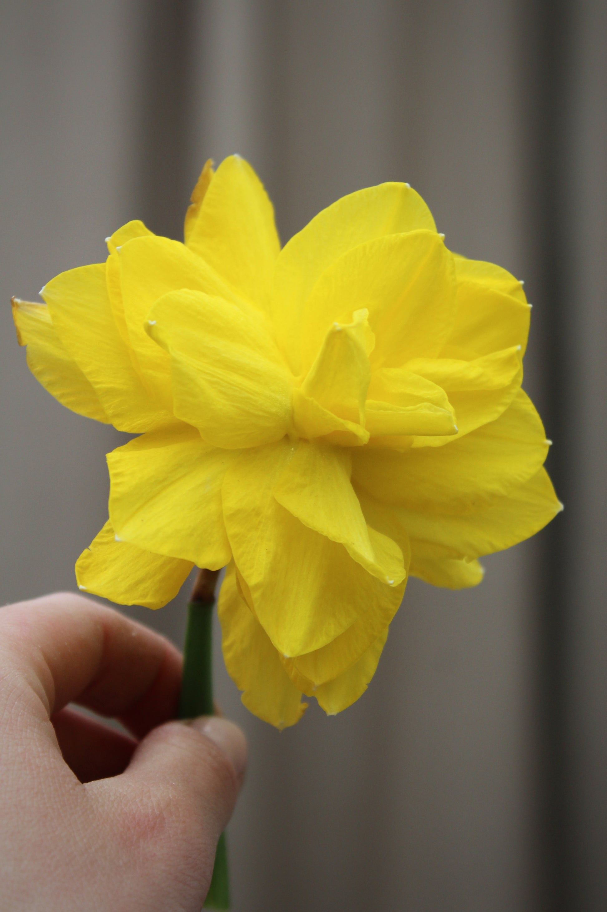 Narcissus 'Golden Ducat' 12/14