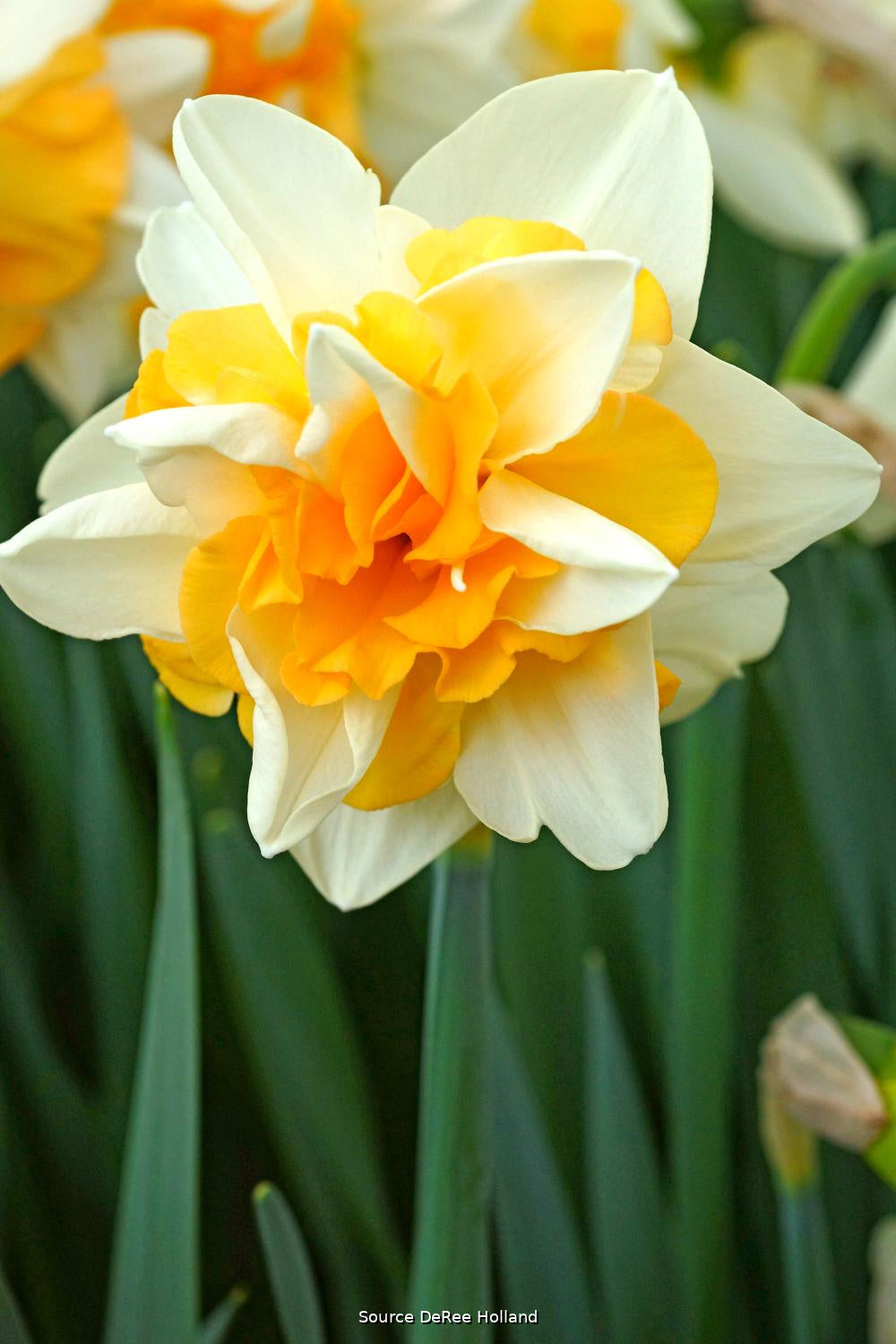 Narcissus 'Sweet Desire' 12/14