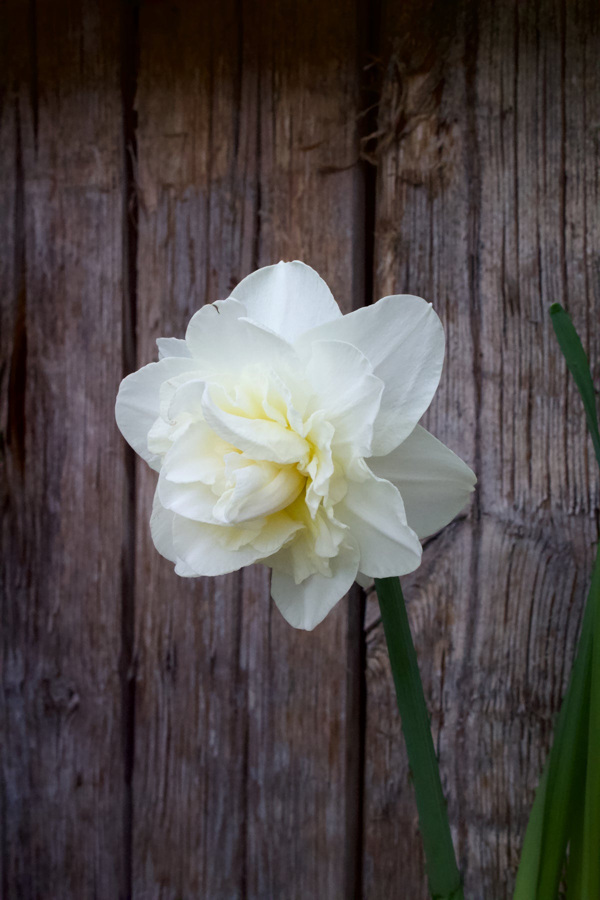 Narcissus 'White Lion' 12/14