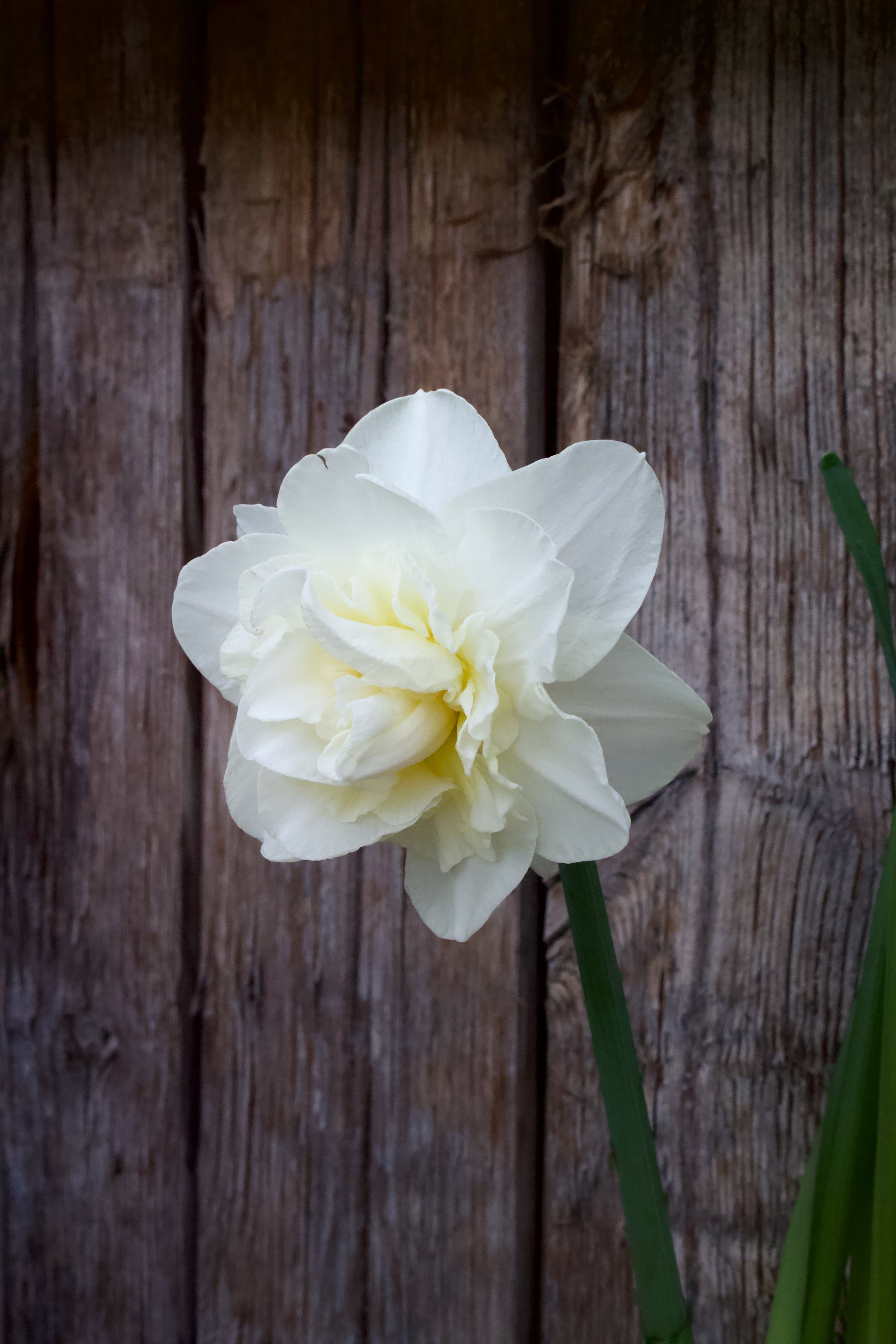 Narcissus 'White Lion' 12/14