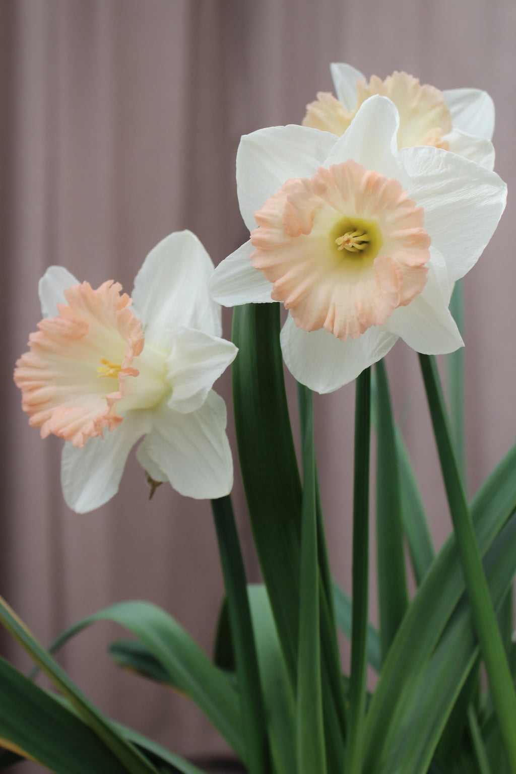 Narcissus 'British Gamble' 12/14