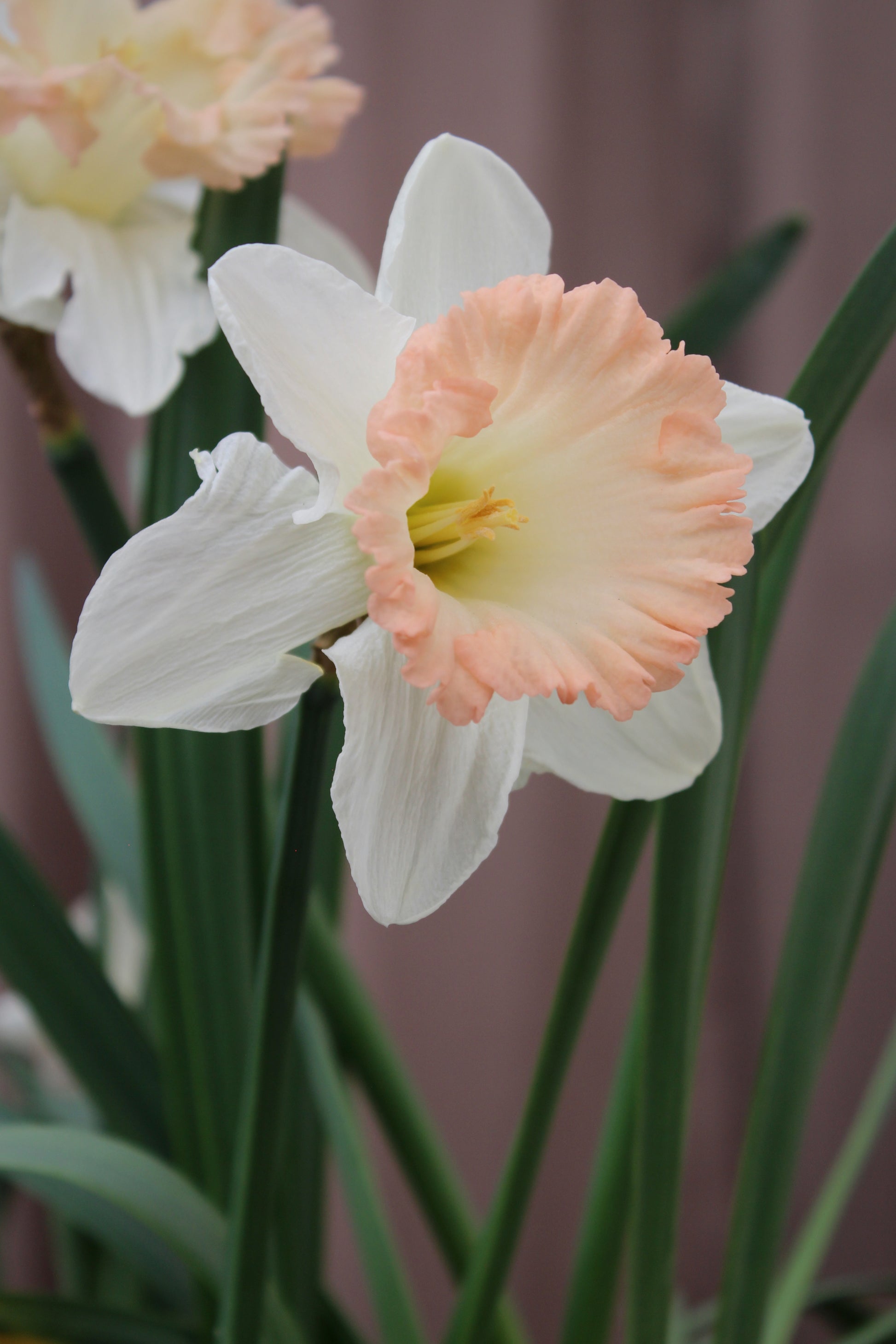 Narcissus 'British Gamble' 12/14