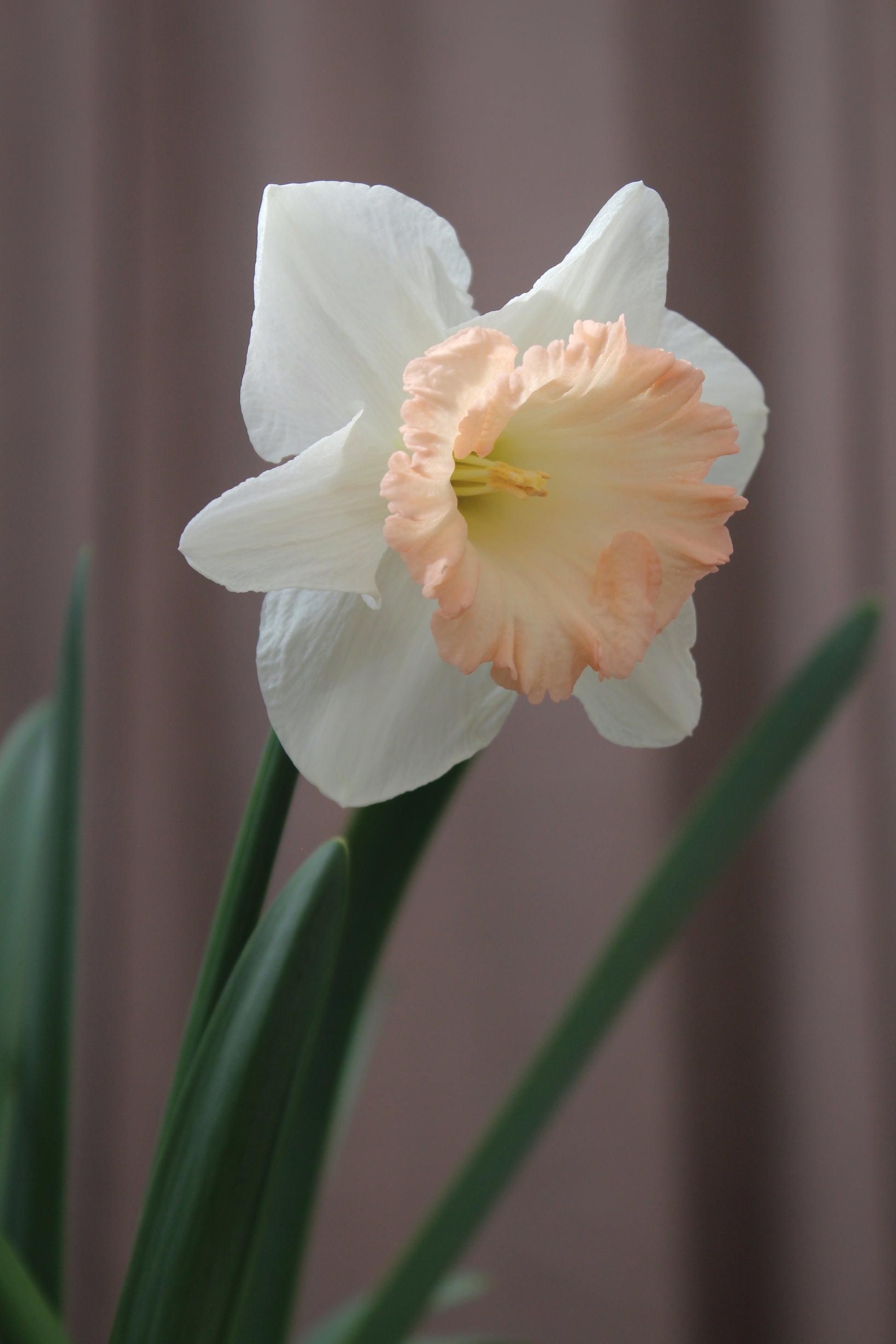 Narcissus 'British Gamble' 12/14