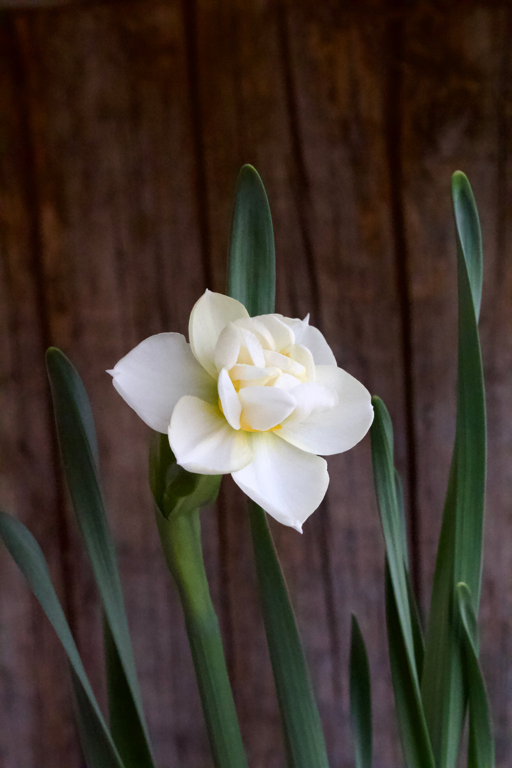 Narcissus 'Cheerfulness' 12/14