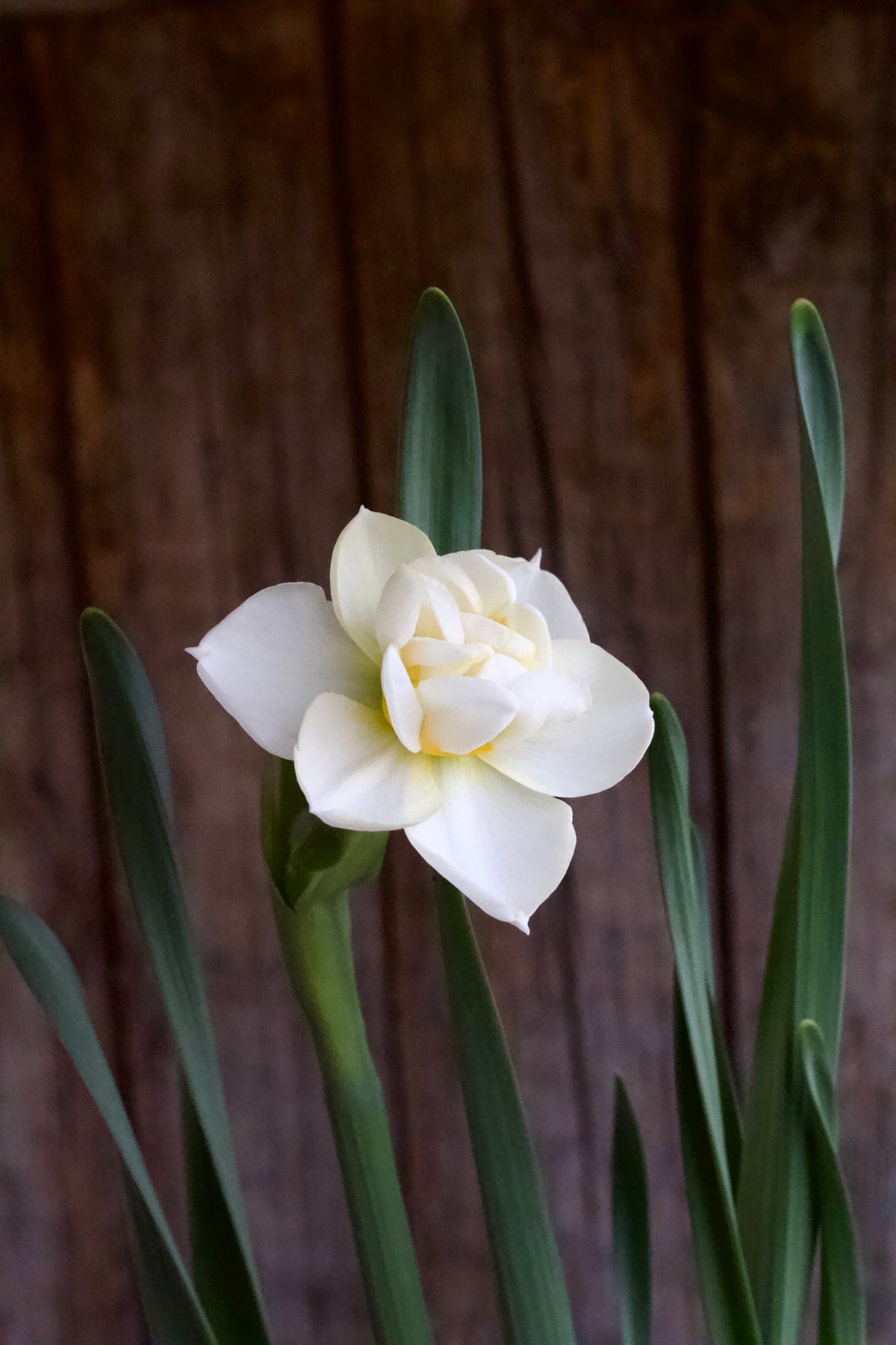 Narcissus 'Cheerfulness' 12/14