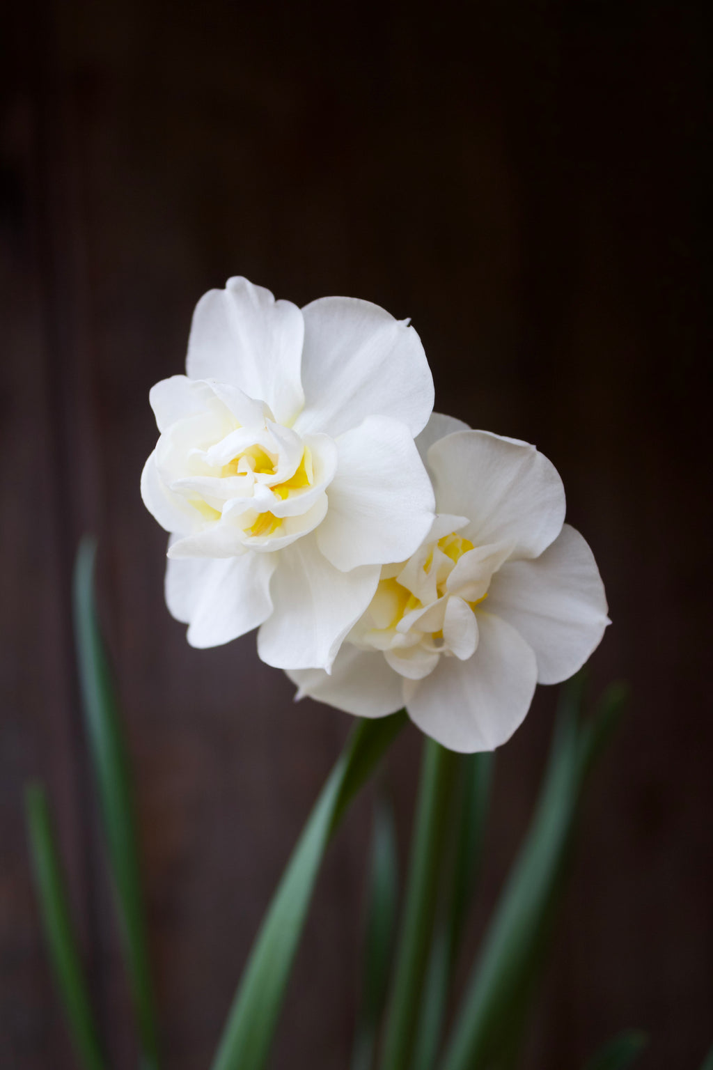 Narcissus 'Cheerfulness' 12/14