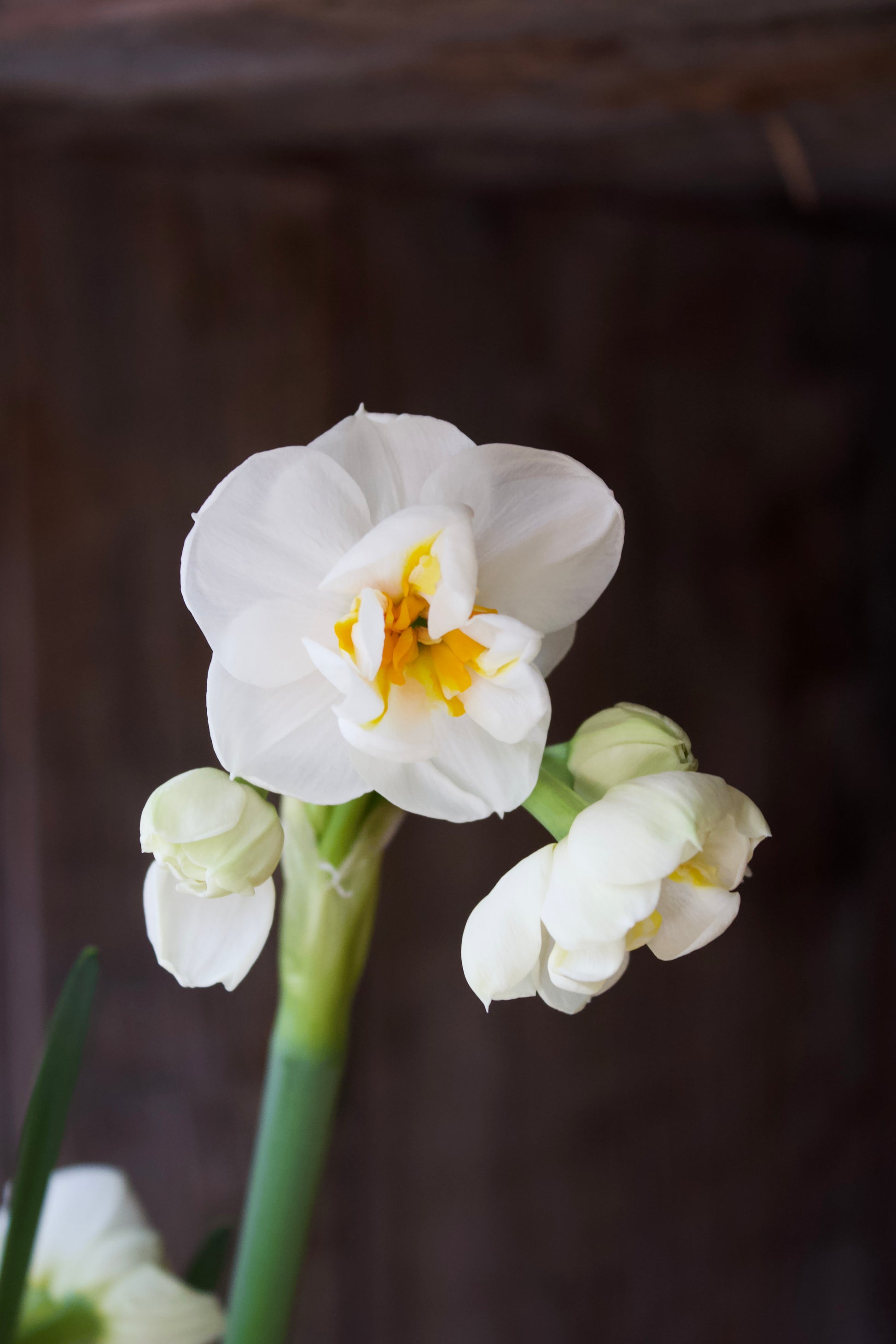 Narcissus 'Sir Winston Churchill'