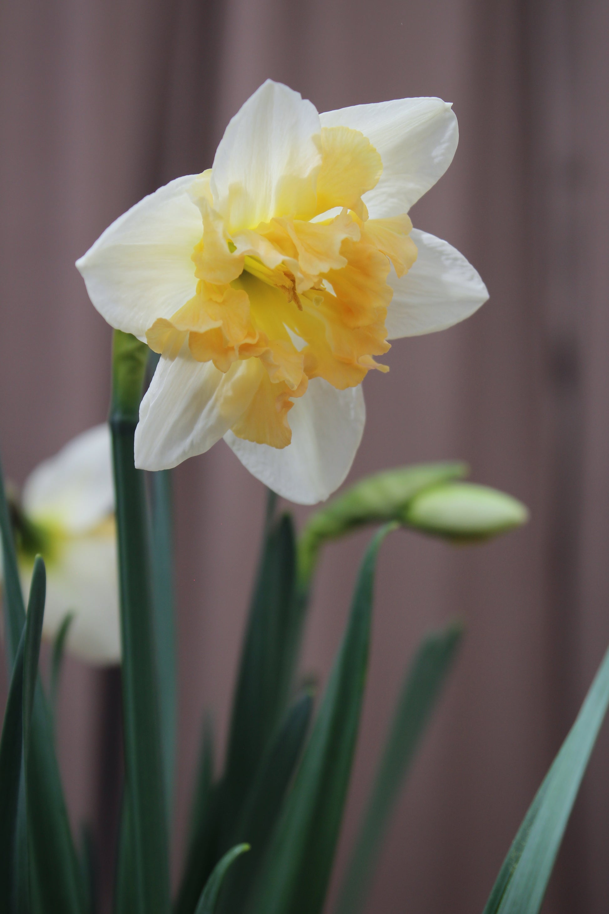 Narcissus 'Palmares' 12/14