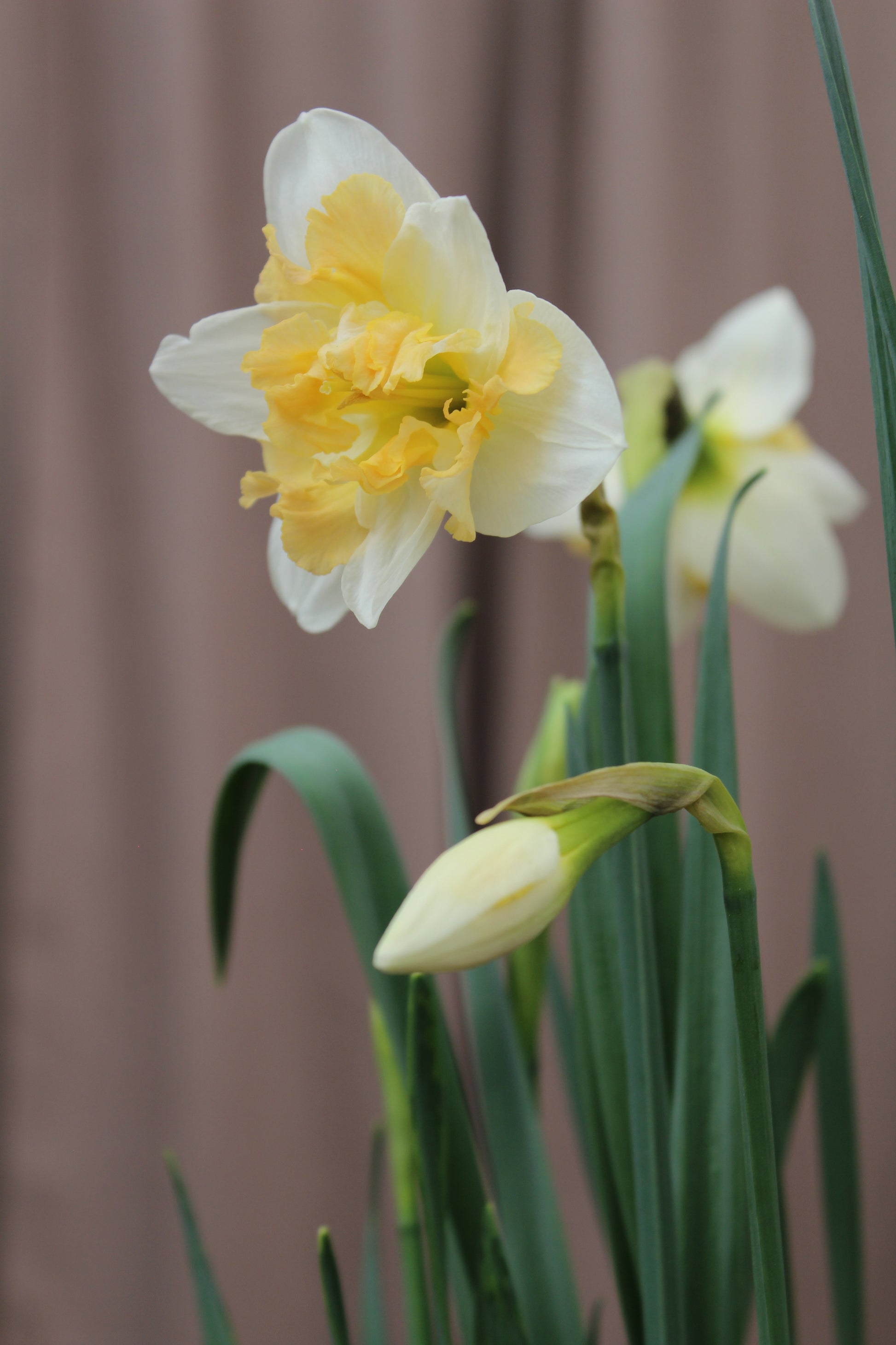 Narcissus 'Palmares' 12/14