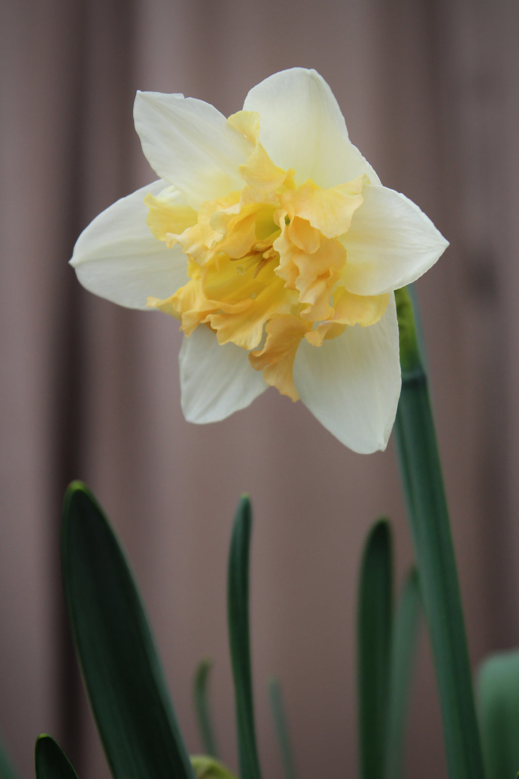 Narcissus 'Palmares' 12/14