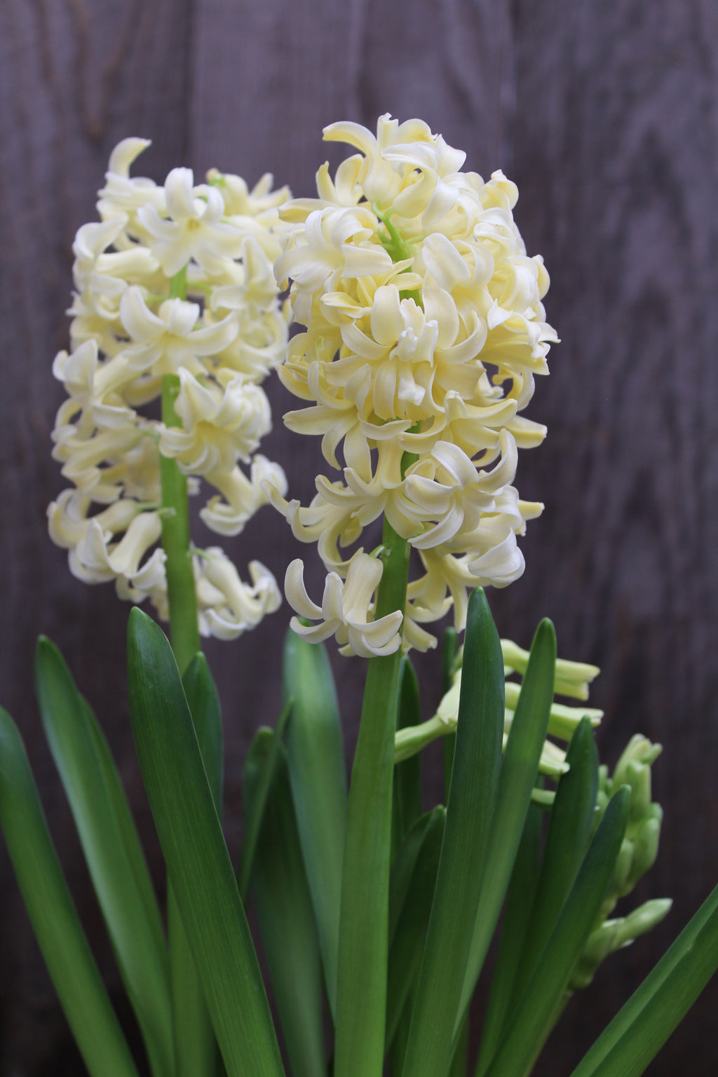 Hyacinthus 'City of Haarlem' 15/16