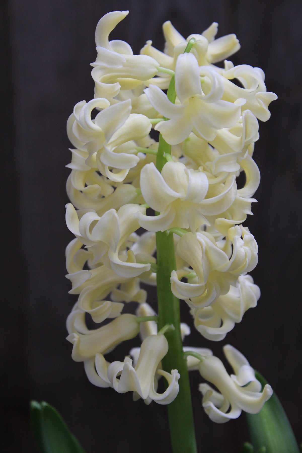 Hyacinthus 'City of Haarlem' 15/16