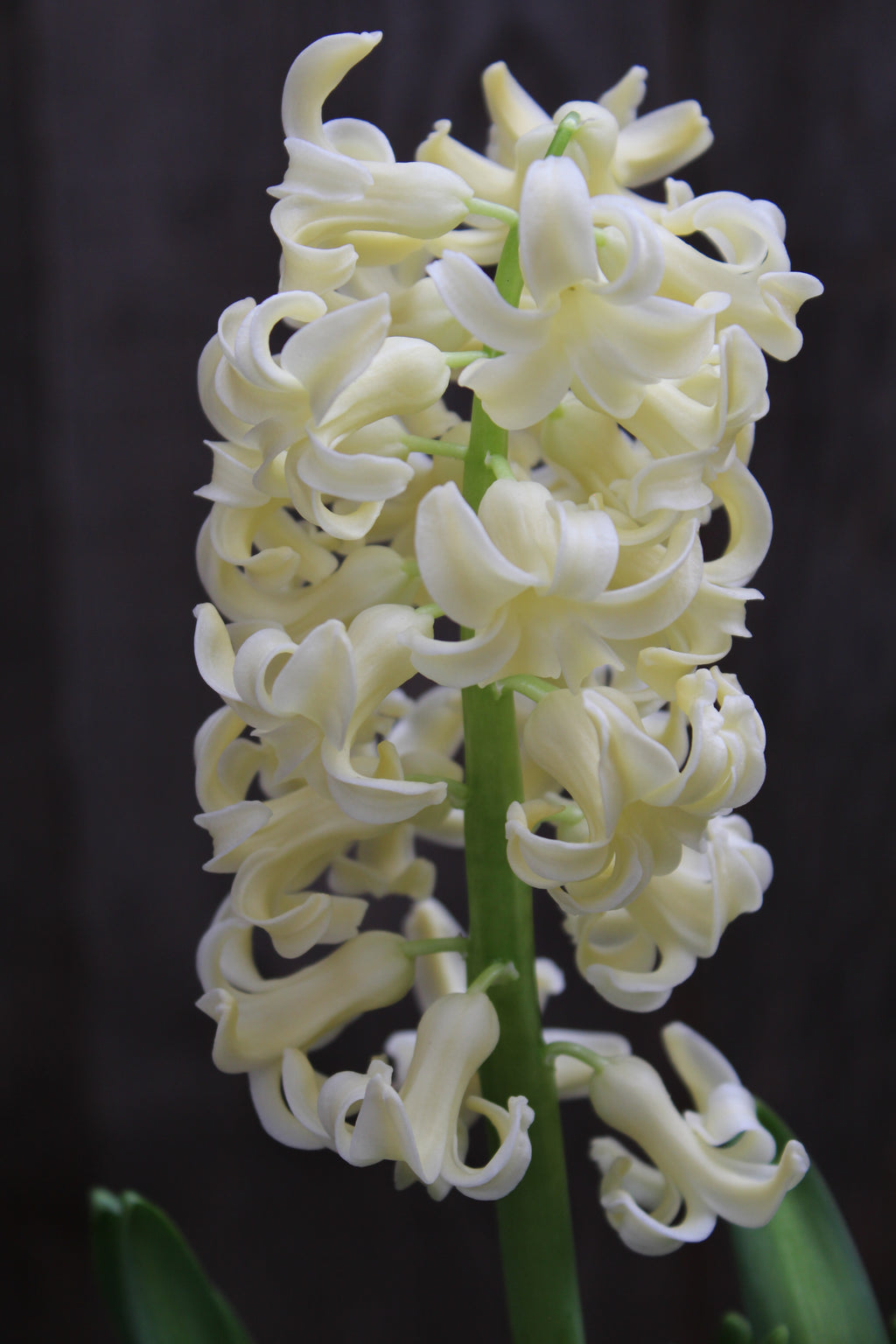 Hyacinthus 'City of Haarlem' 15/16