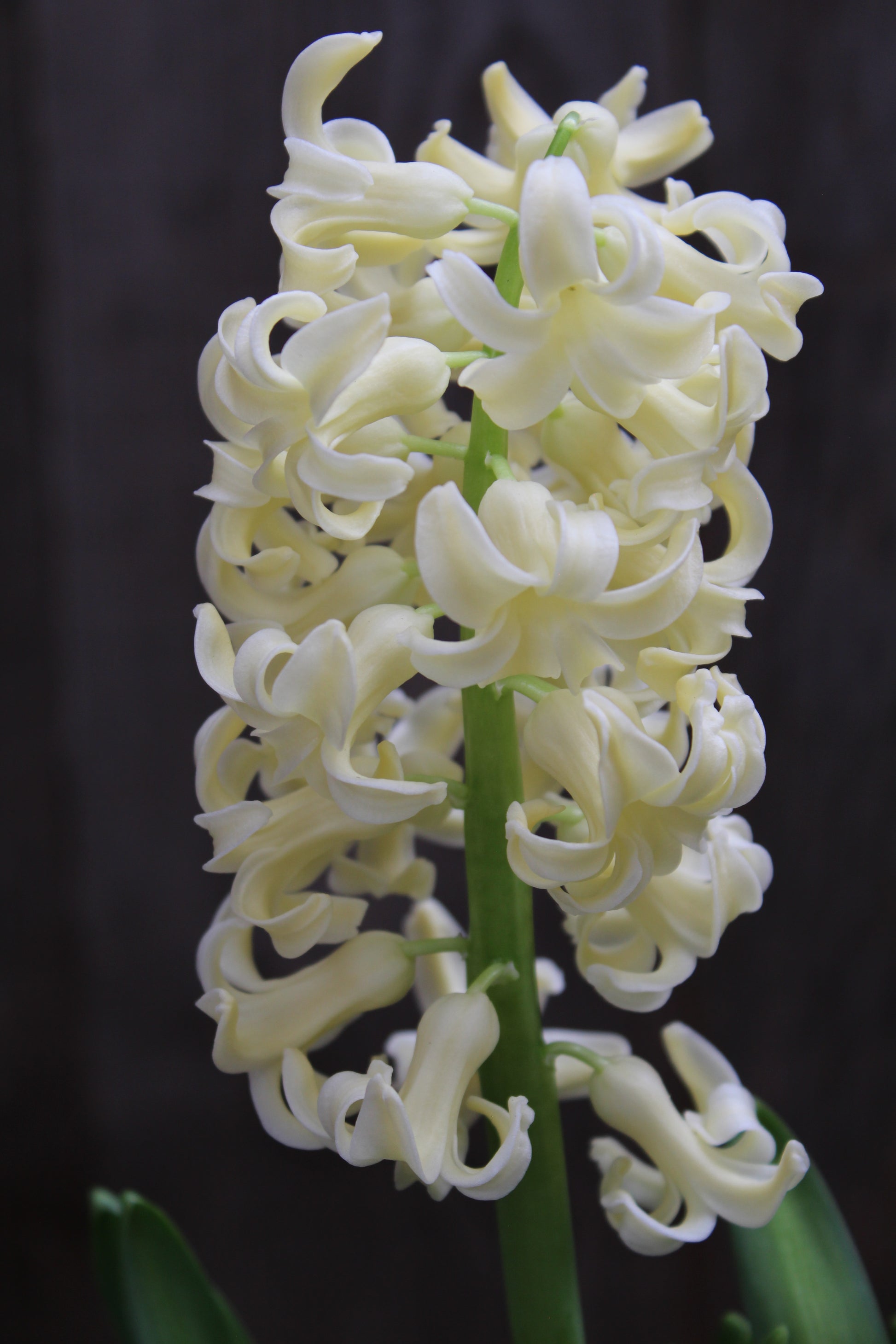 Hyacinthus 'City of Haarlem' 15/16