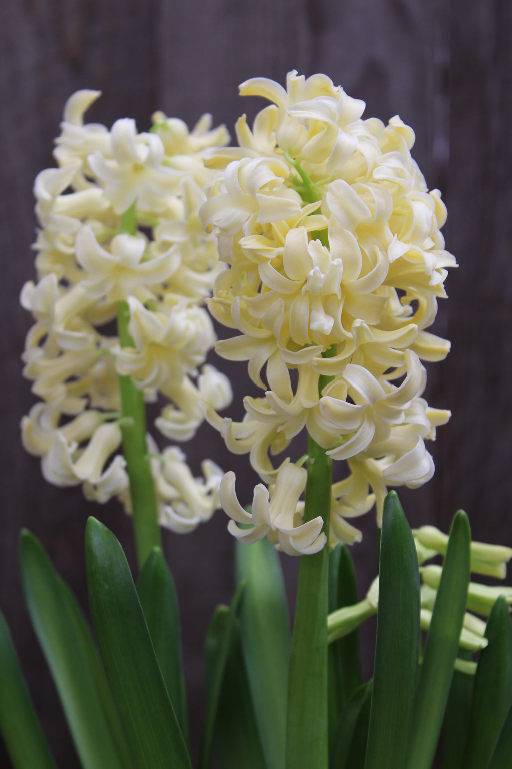 Hyacinthus 'City of Haarlem' 15/16