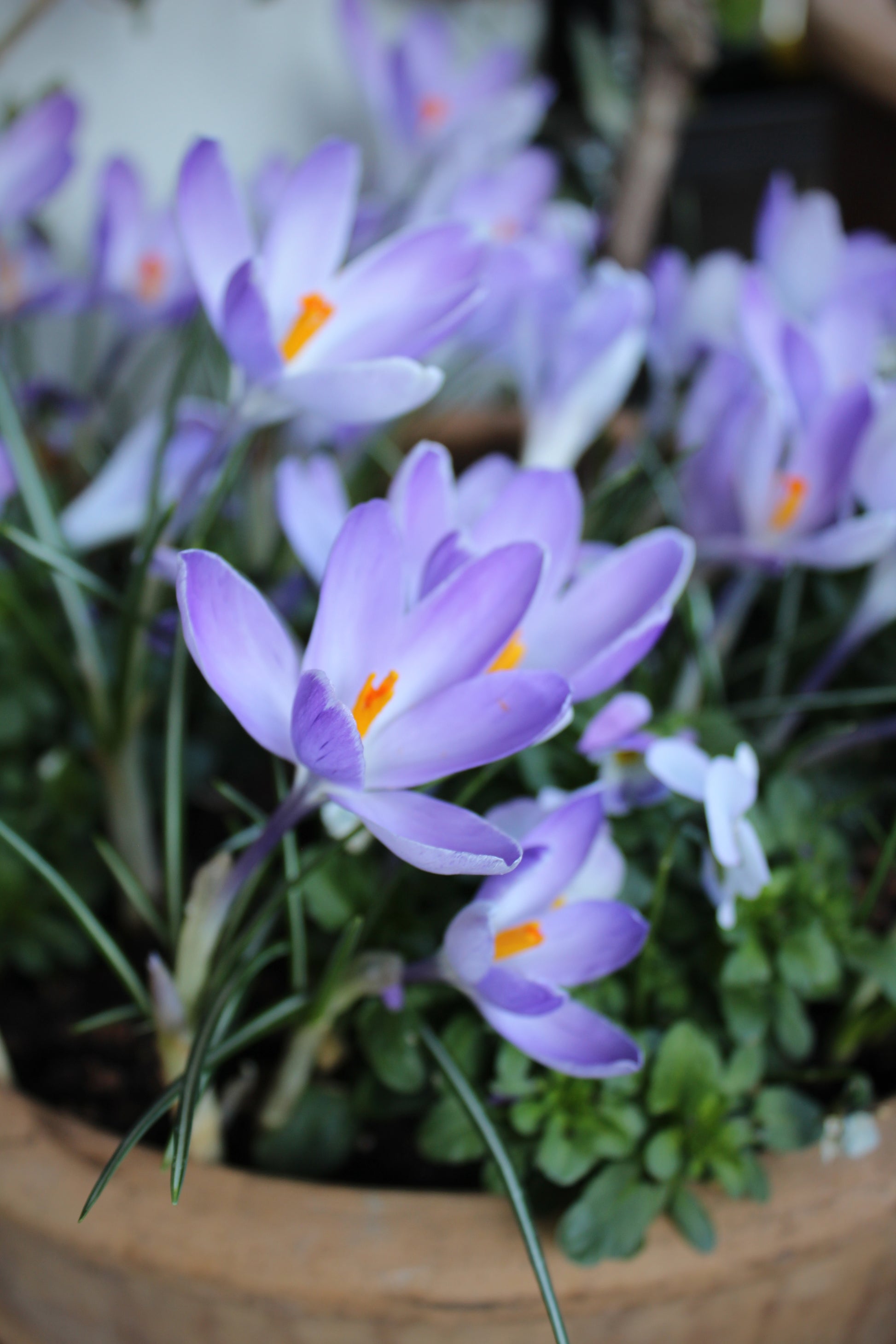 Crocus 'Vanguard' 8/9