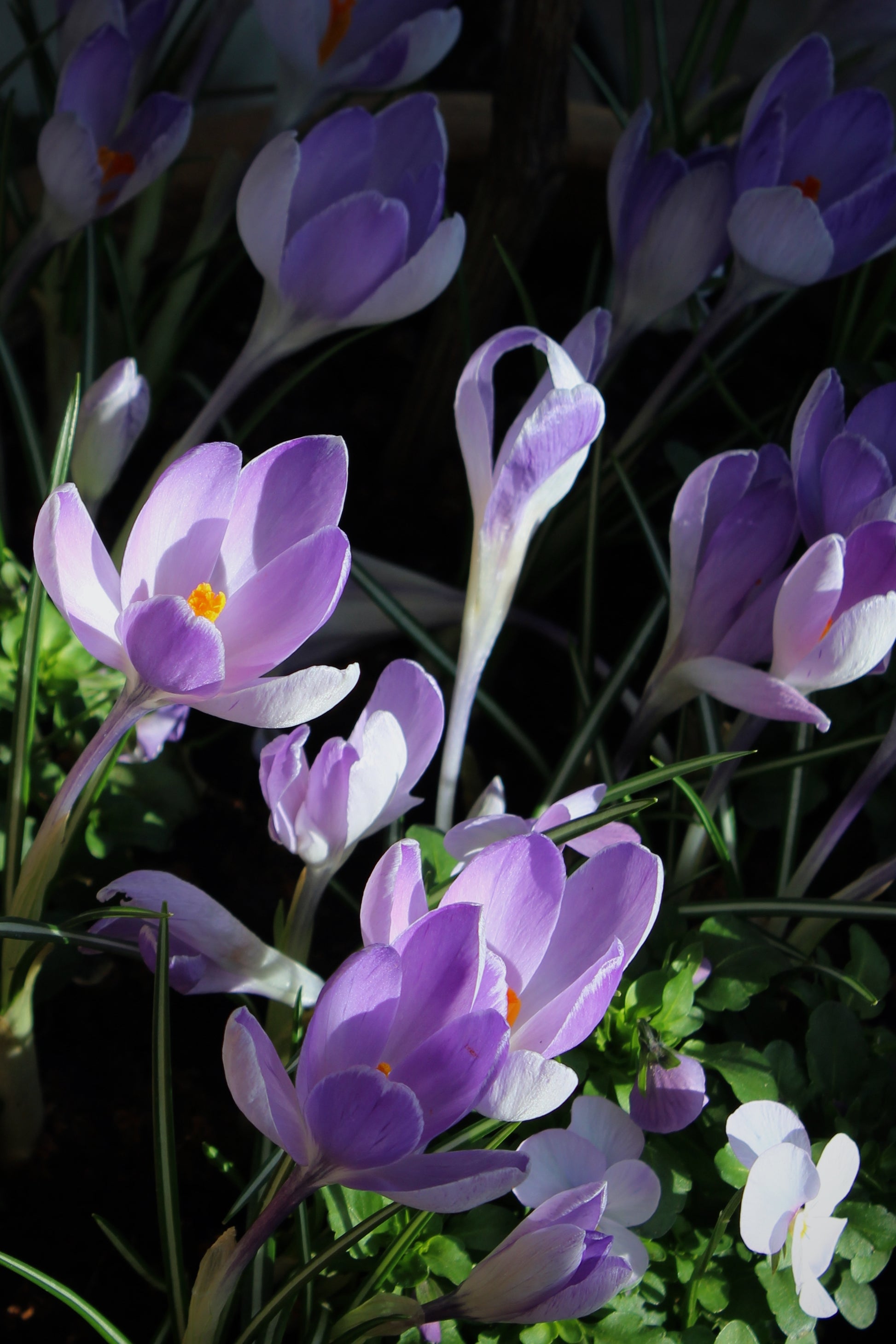 Crocus 'Vanguard' 8/9