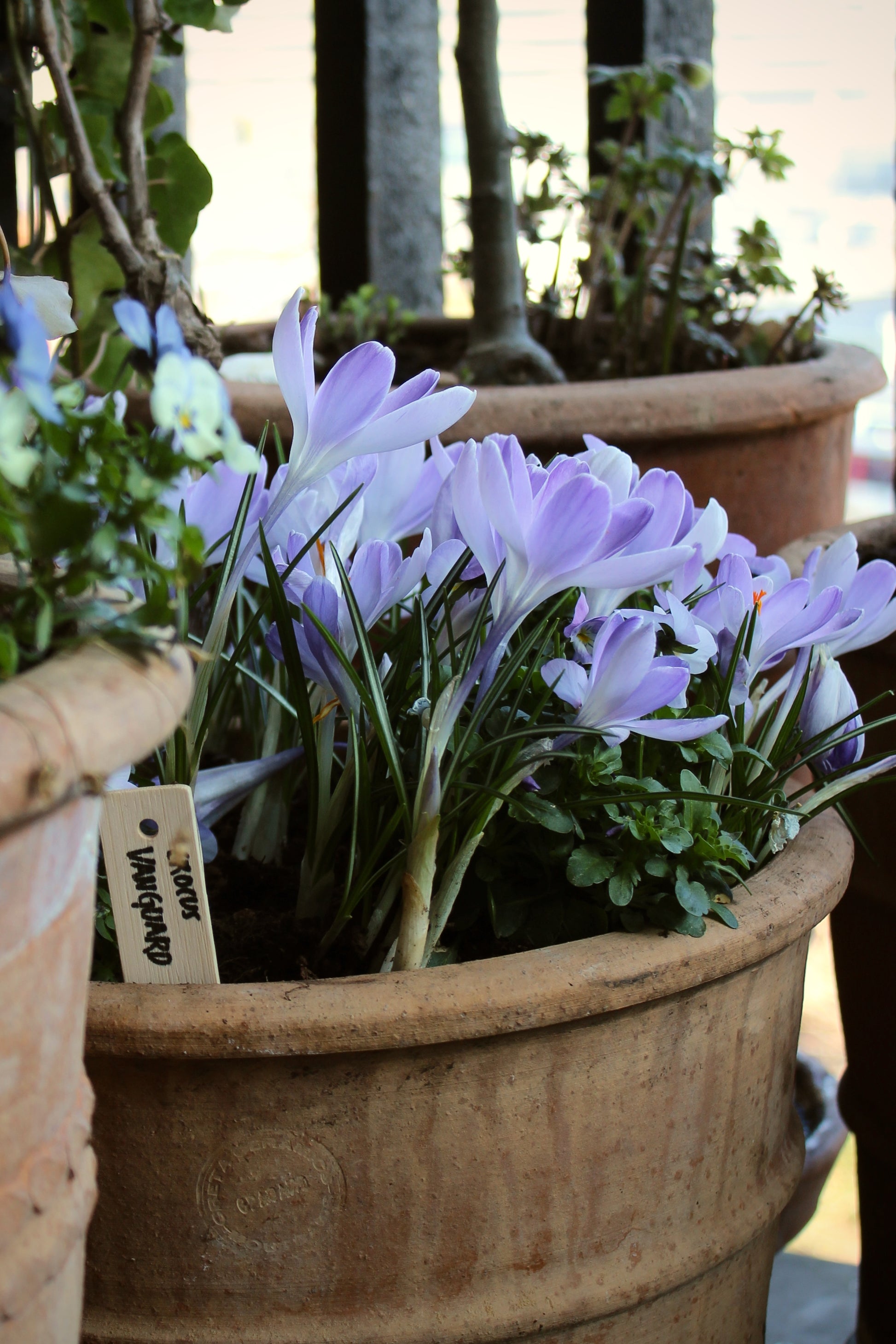 Crocus 'Vanguard' 8/9