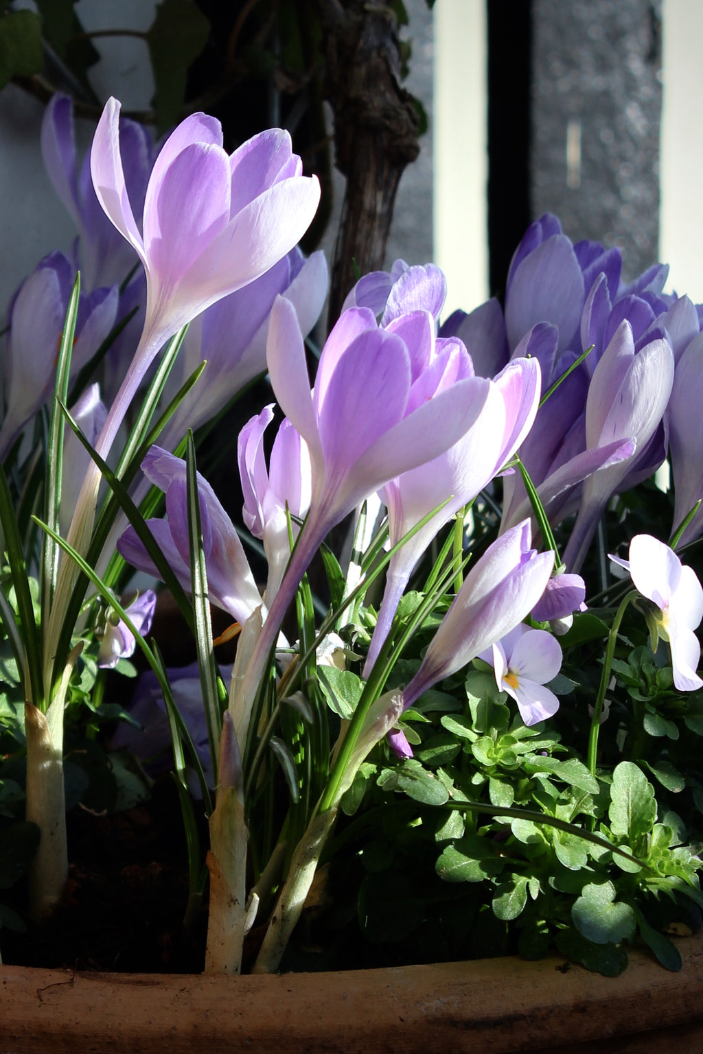 Crocus 'Vanguard' 8/9