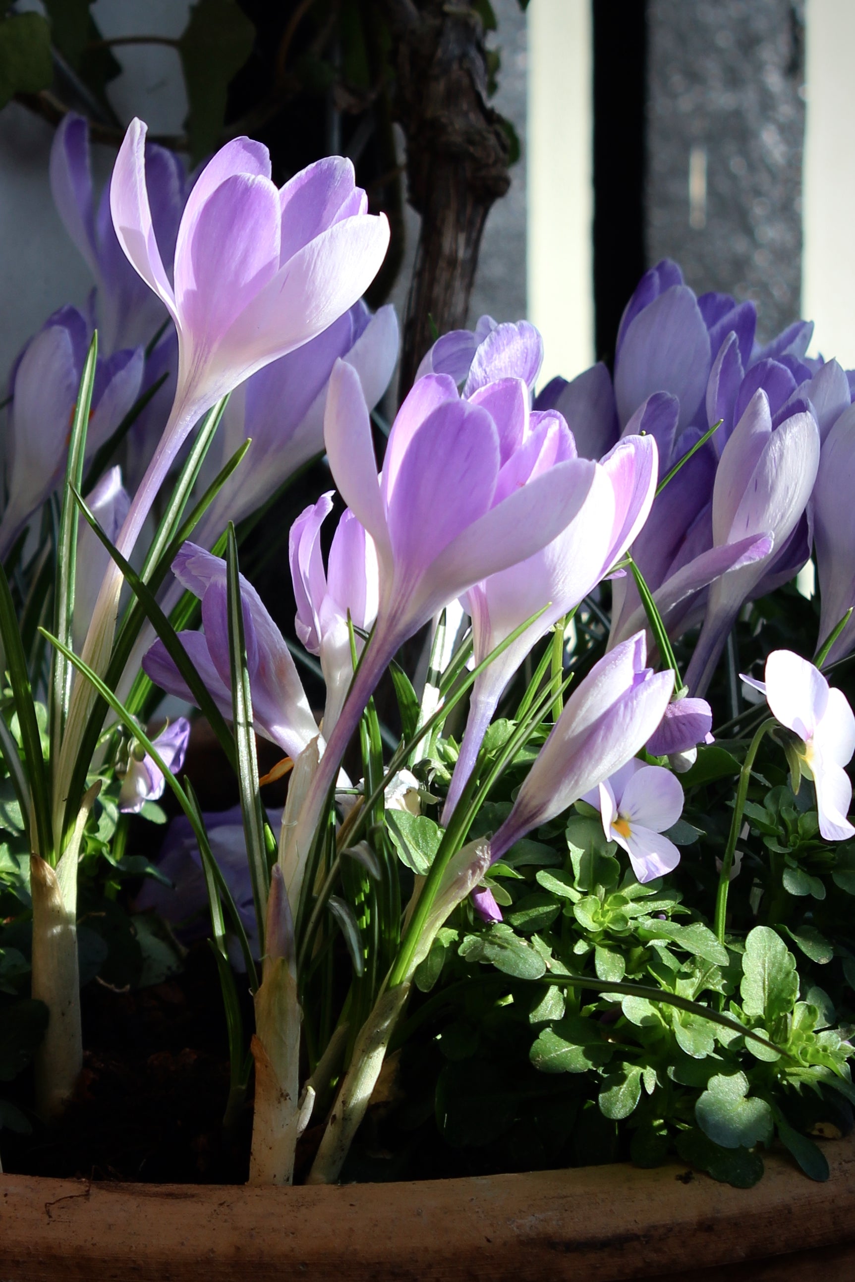 Crocus 'Vanguard' 8/9