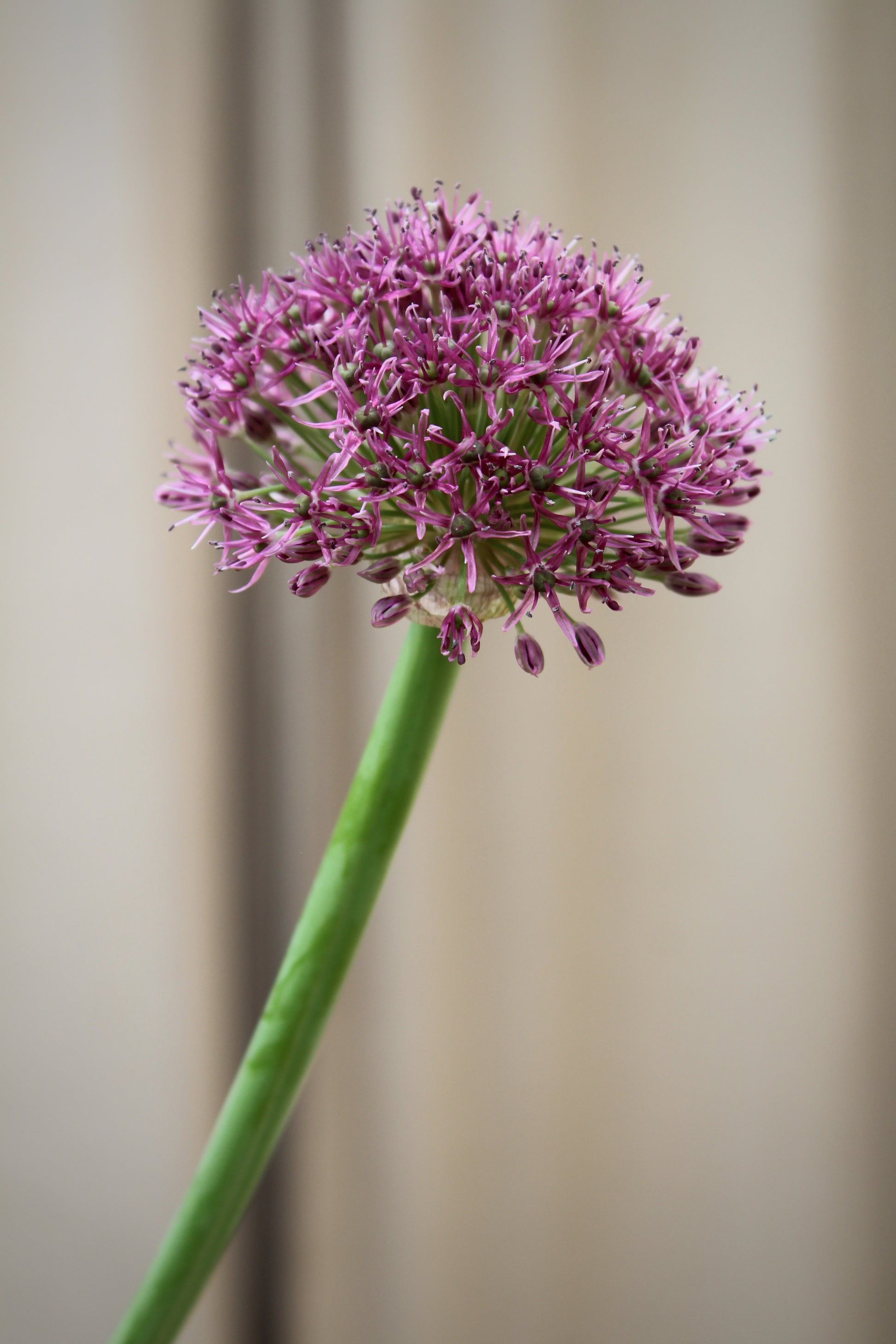 Allium 'Ostara' 12/14