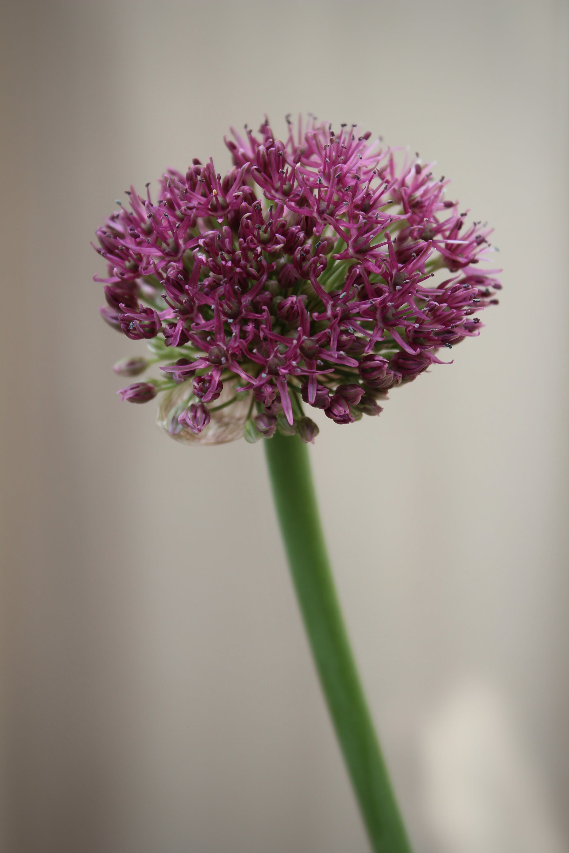 Allium 'Ostara' 12/14