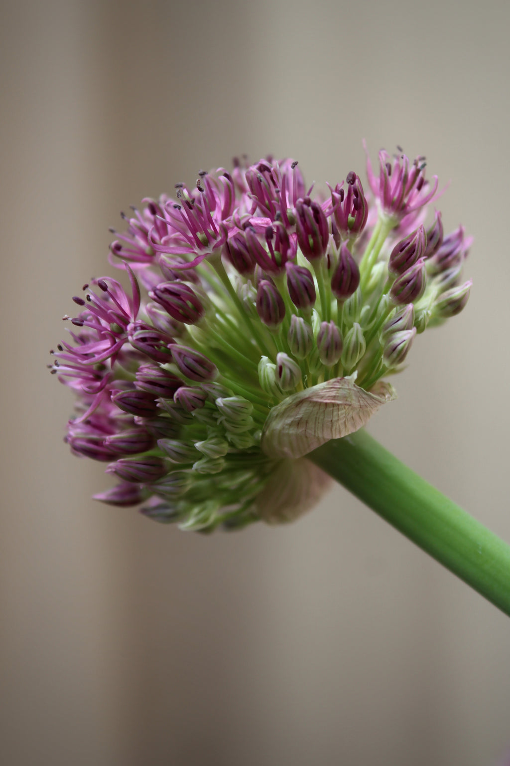 Allium 'Ostara' 12/14