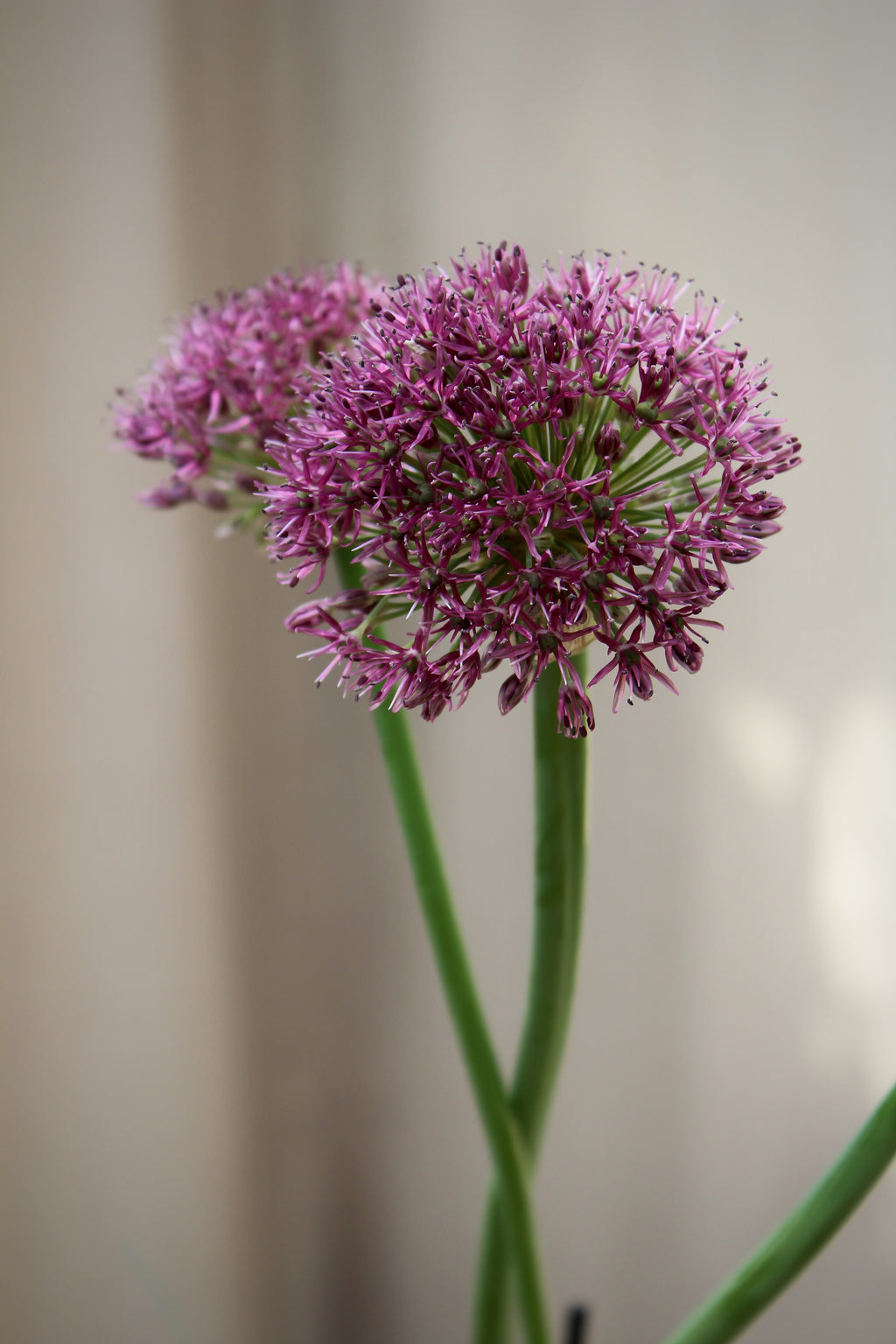 Allium 'Ostara' 12/14
