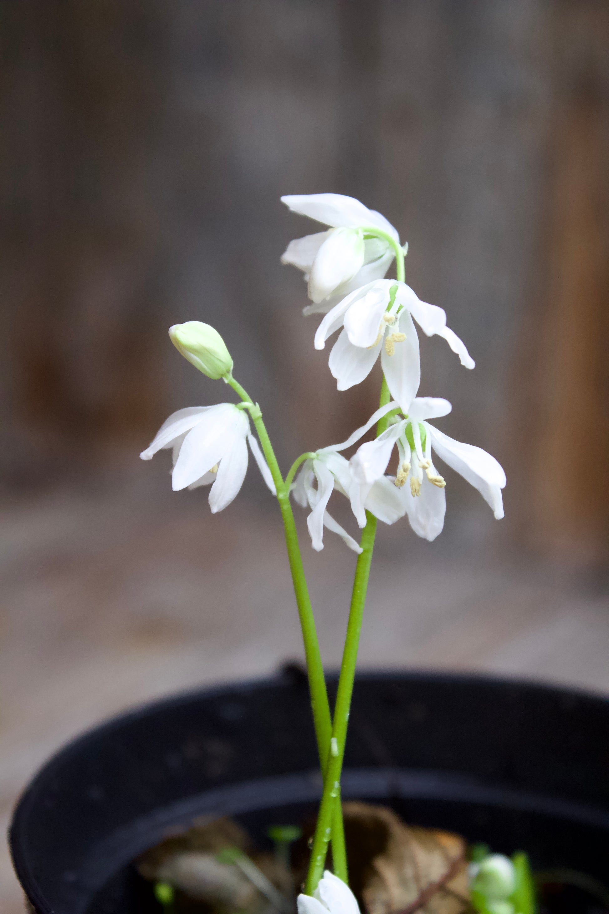 Scilla siberica Alba 7/8