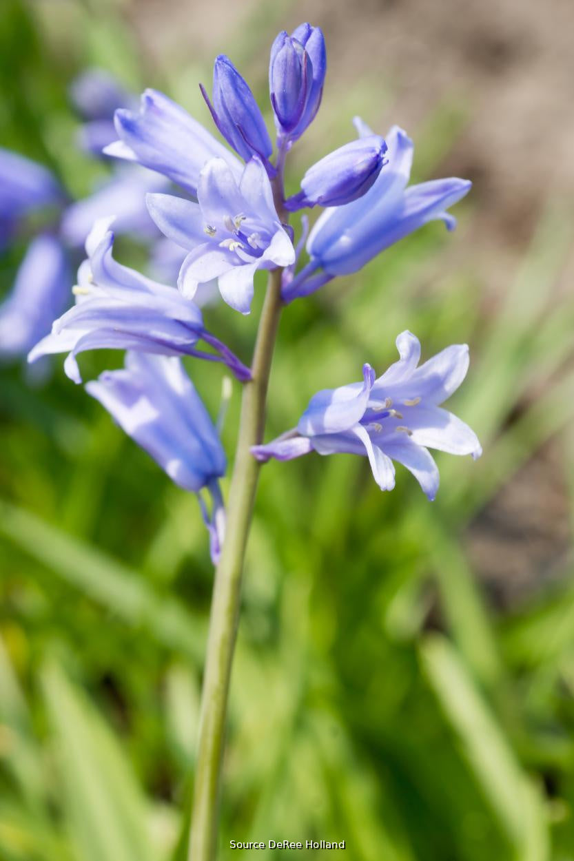 Scilla campanulata blue 7/8