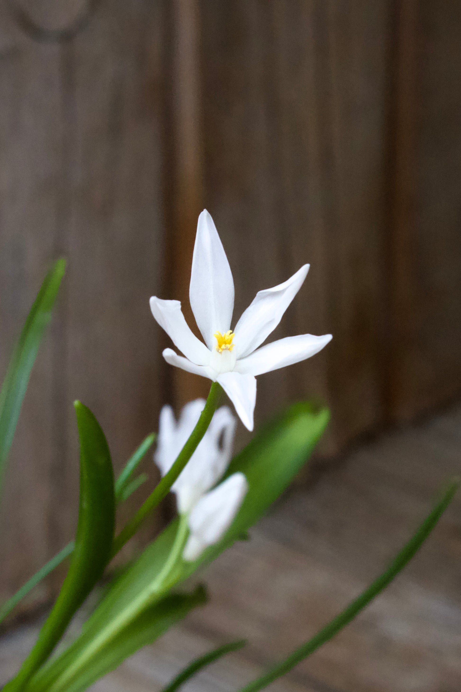 Chionodoxa 'Luciliae Alba' 5/+