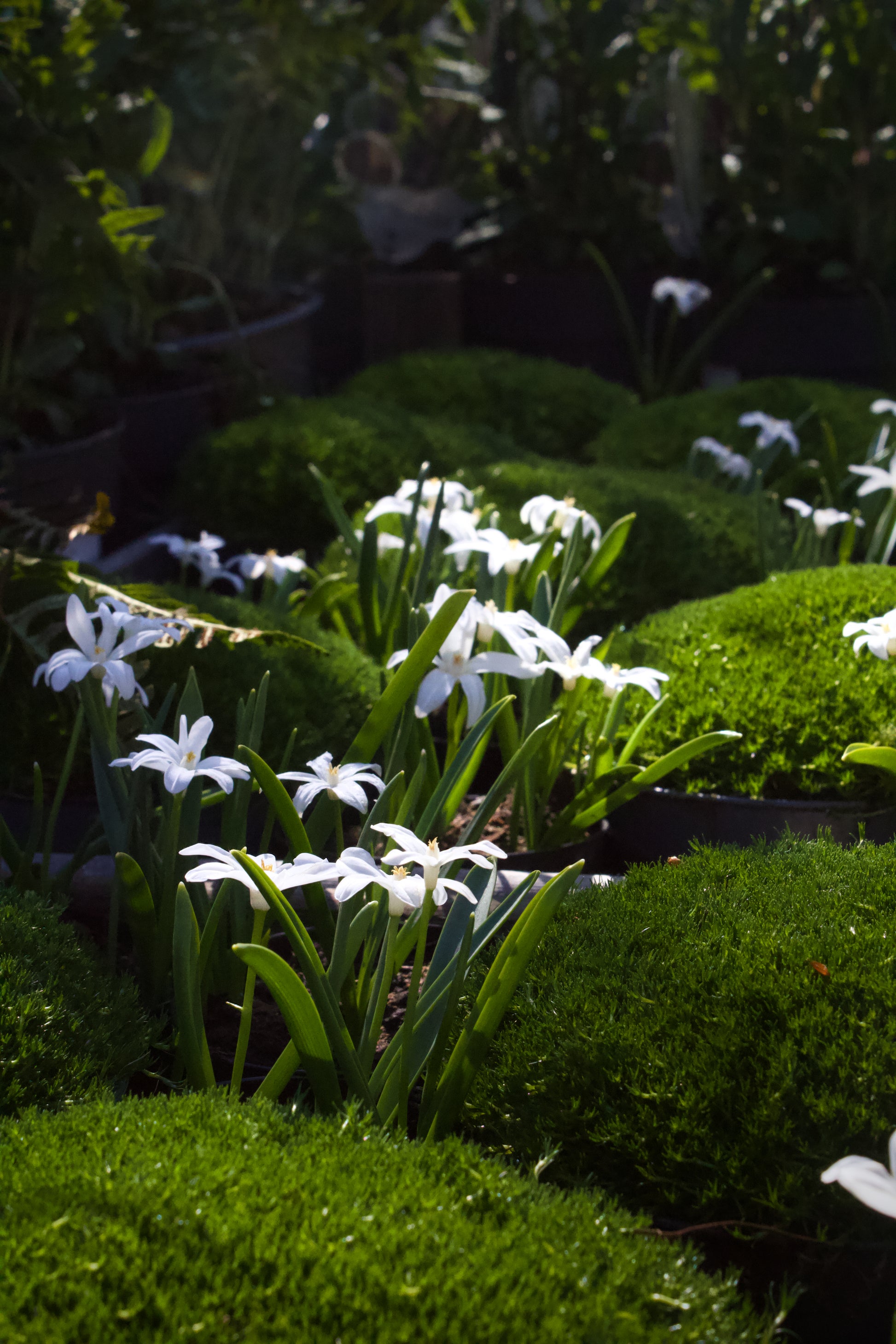 Chionodoxa 'Luciliae Alba' 5/+