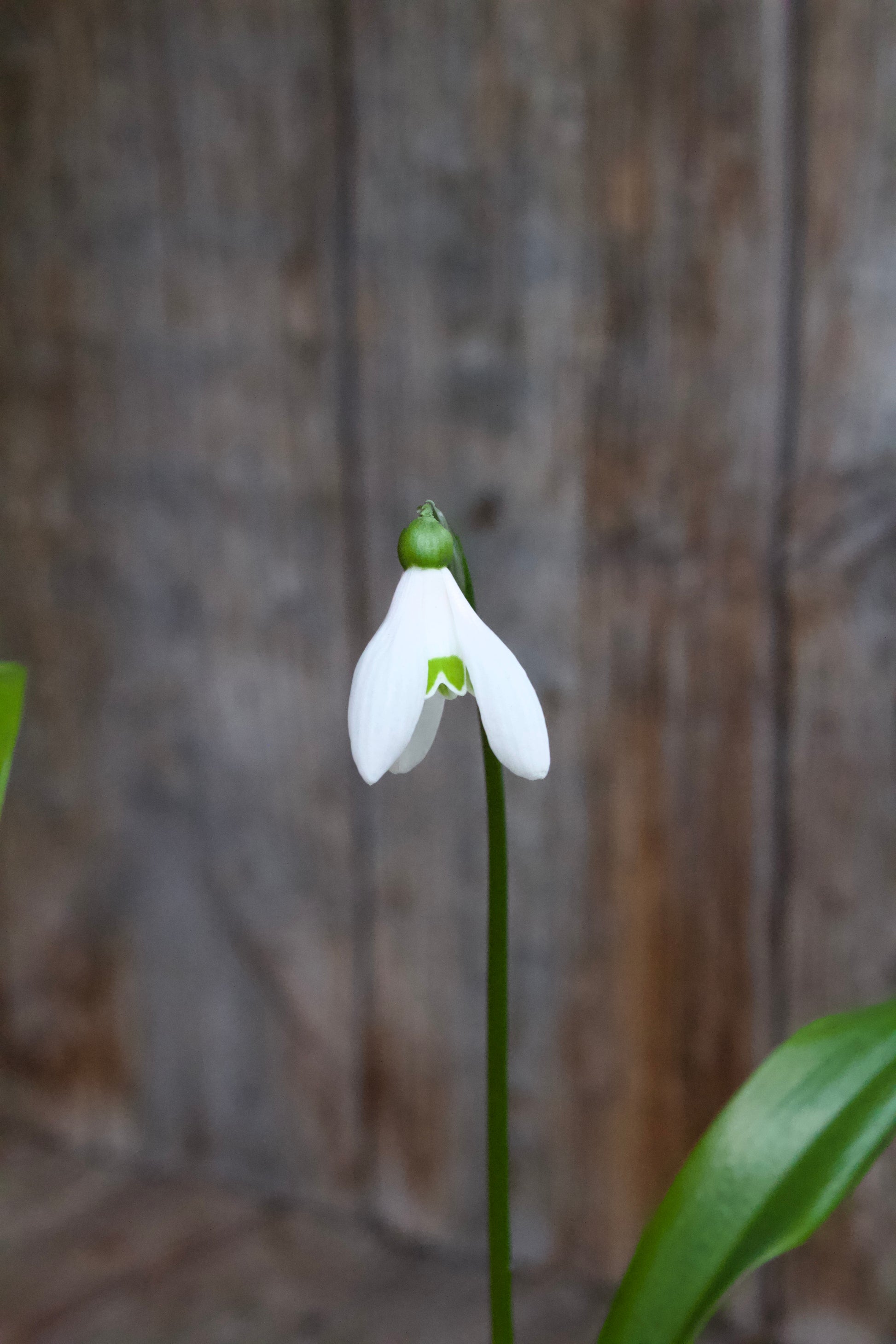 Galanthus 'Ikariae' 5/6