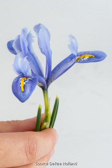 Iris 'Alida' 5/6