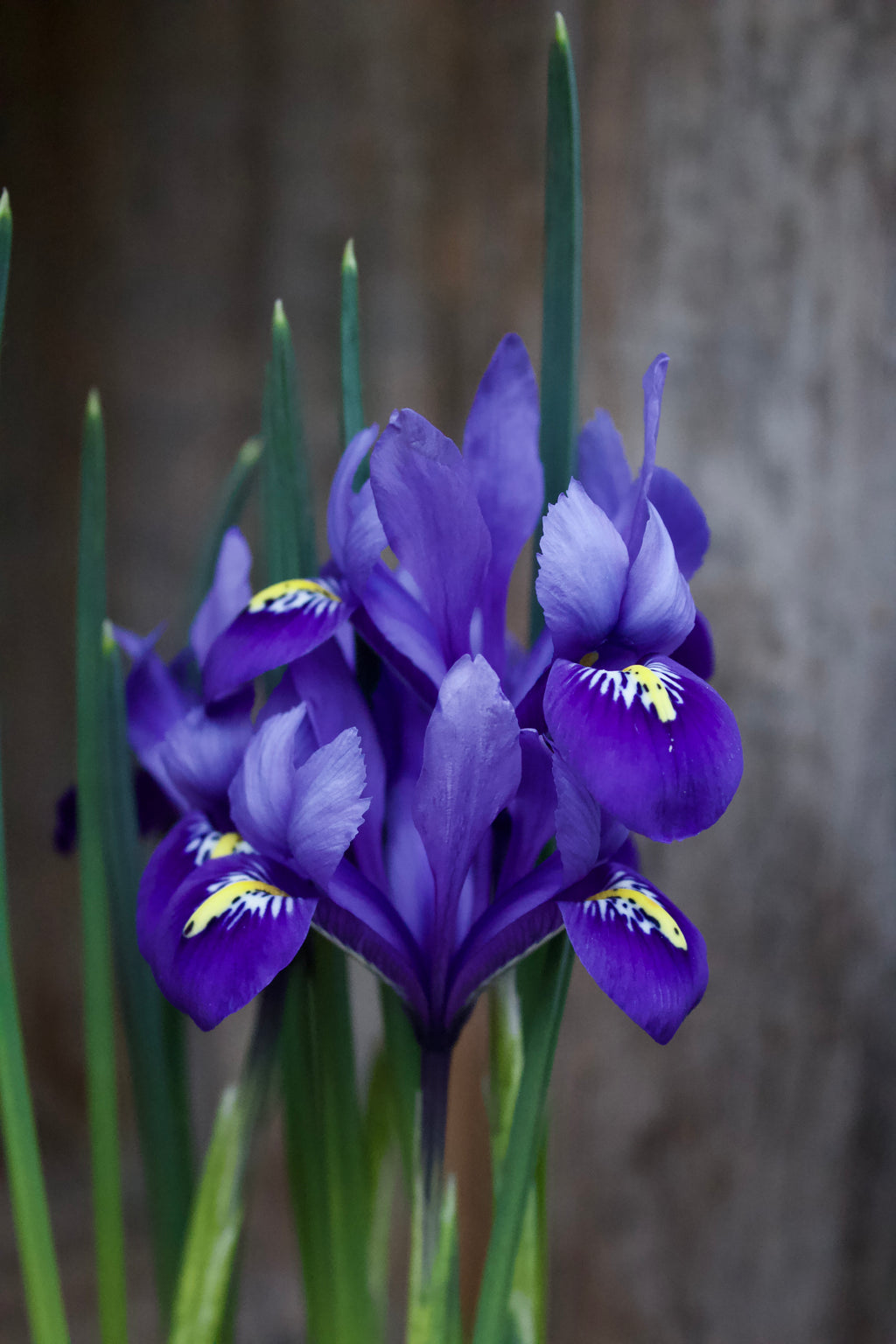 Iris 'Harmony' 5/6
