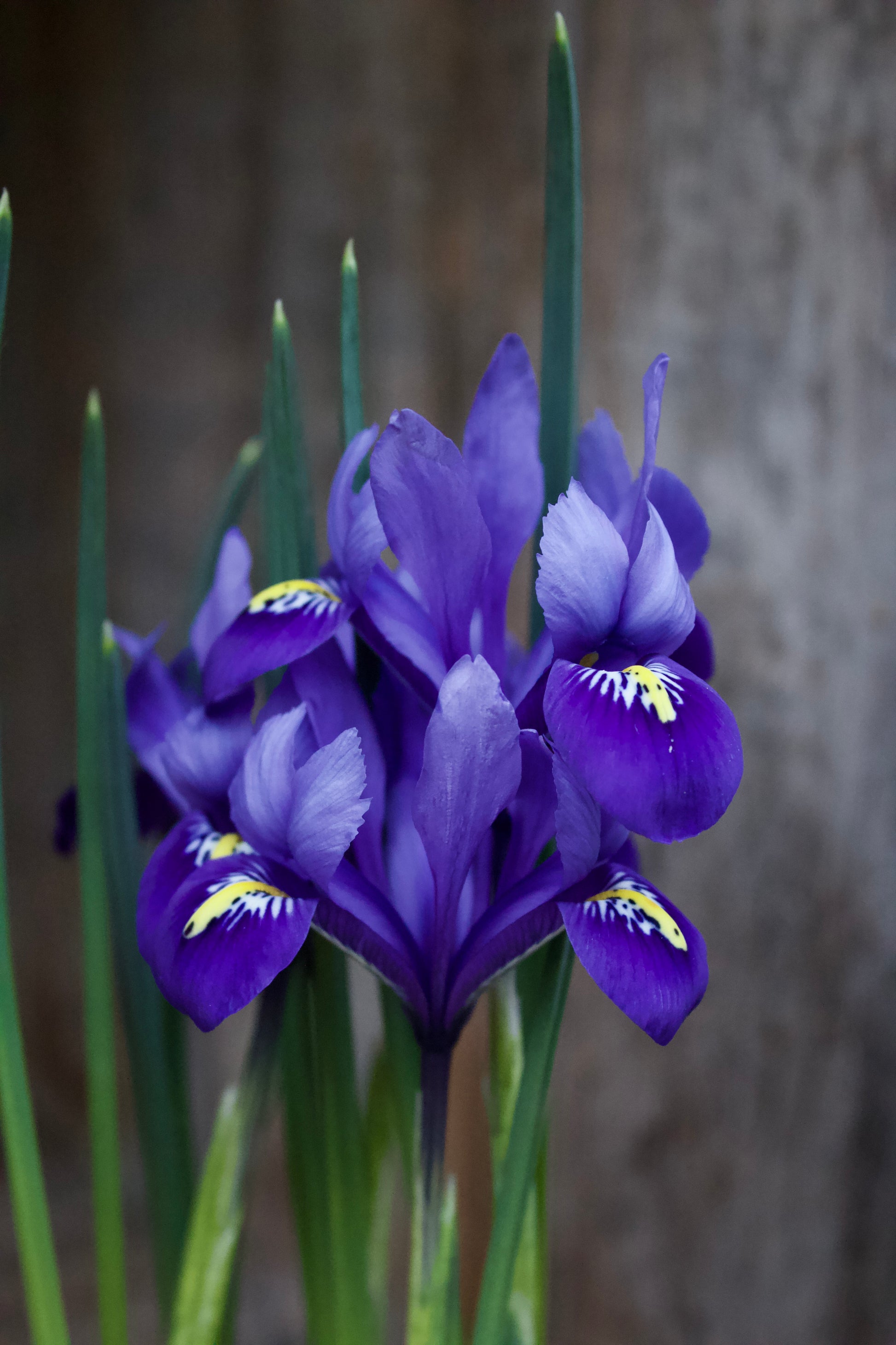 Iris 'Harmony' 5/6