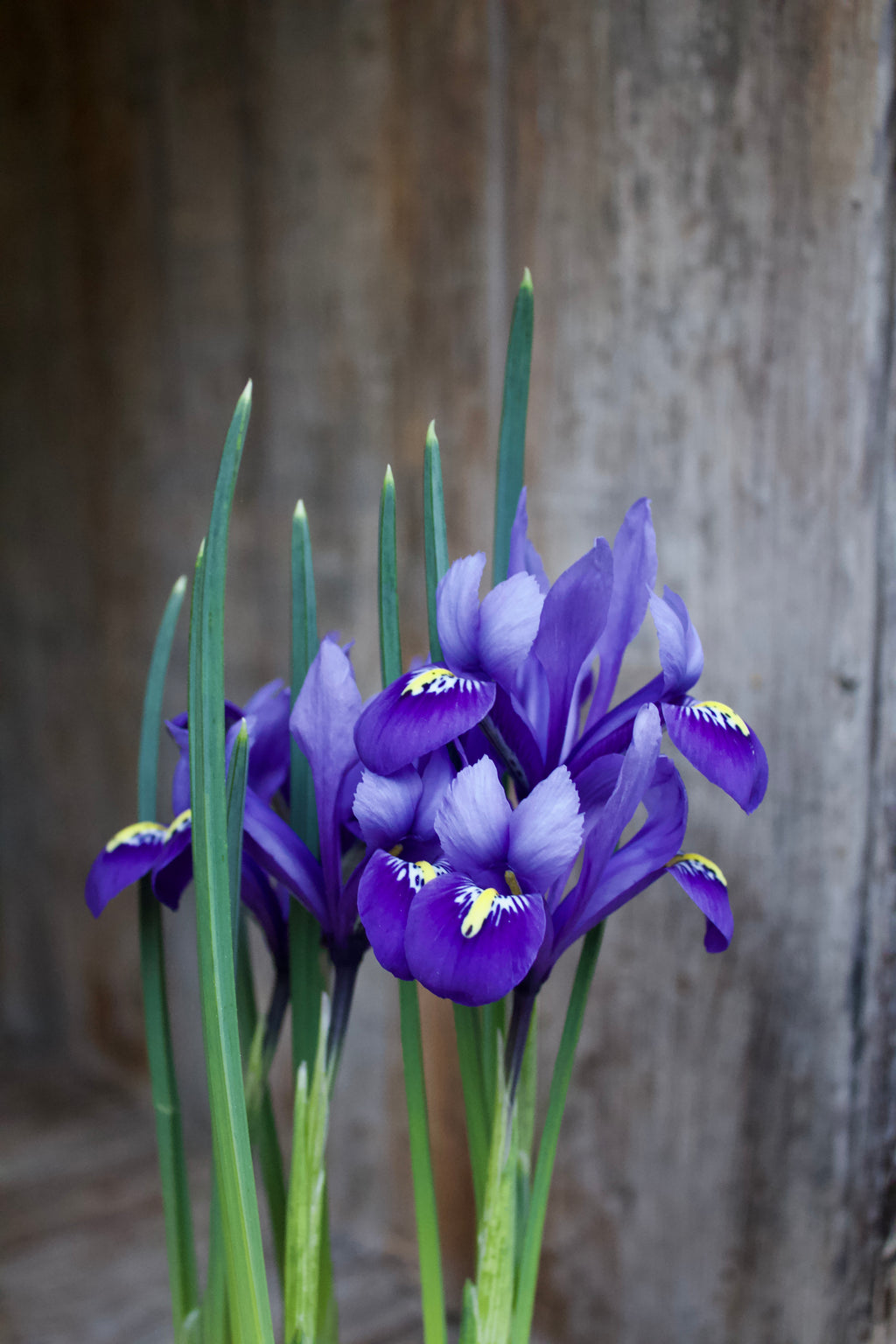 Iris 'Harmony' 5/6