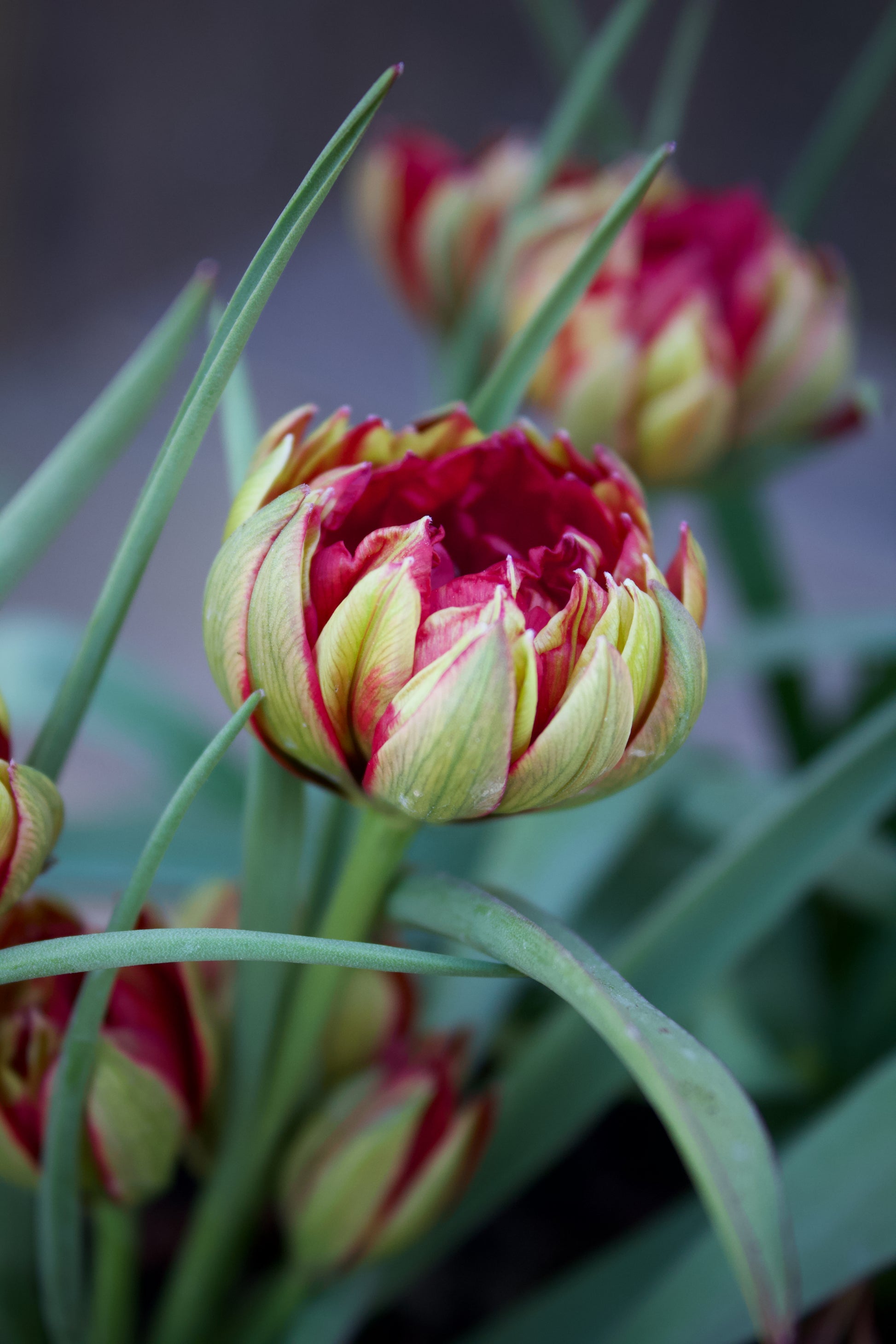 Tulipa 'Samantha' 6/+