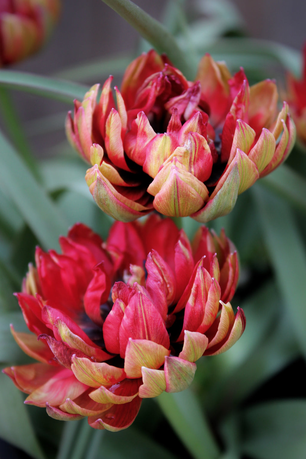 Tulipa 'Samantha' 6/+