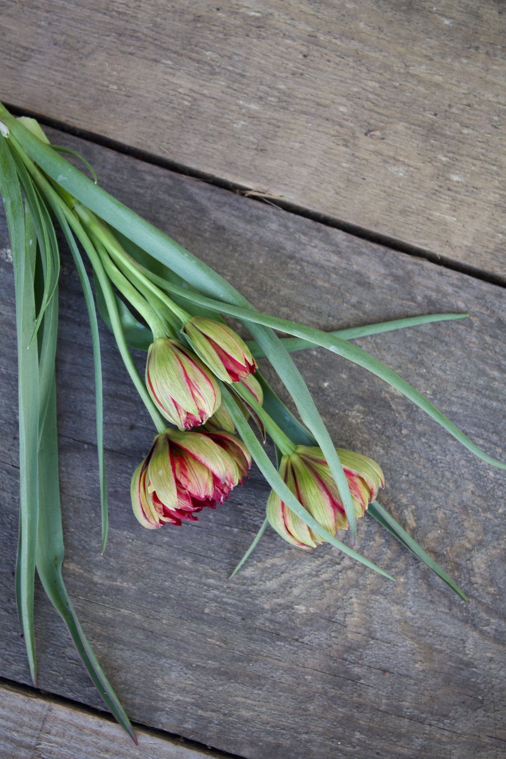 Tulipa 'Samantha' 6/+