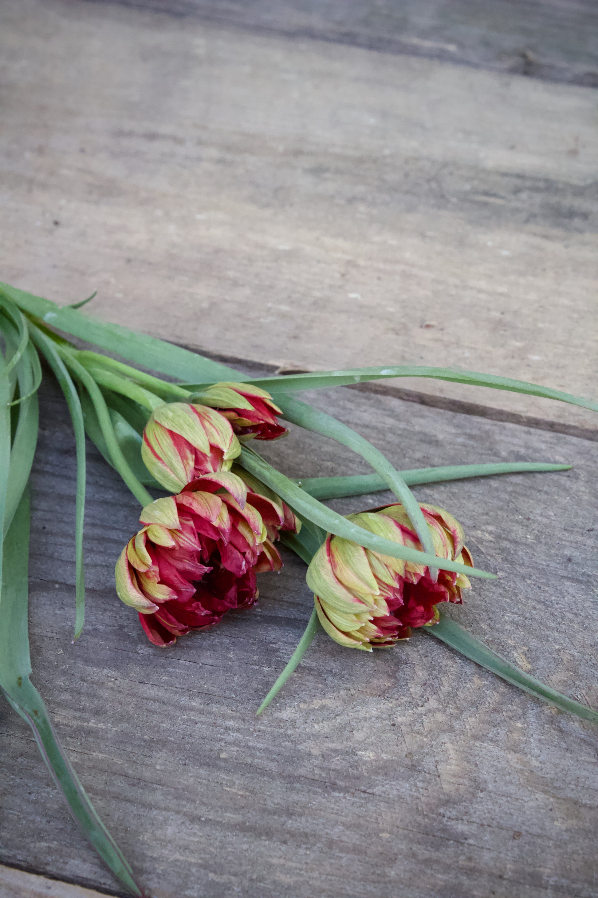 Tulipa 'Samantha' 6/+